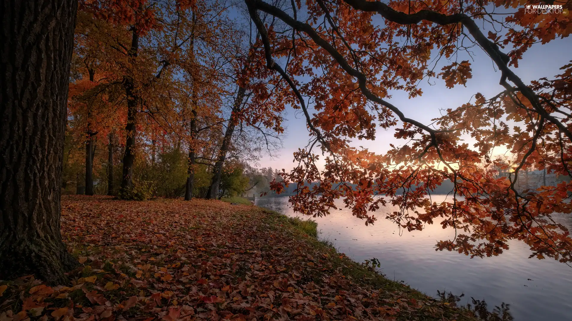 viewes, oak, River, trees, autumn