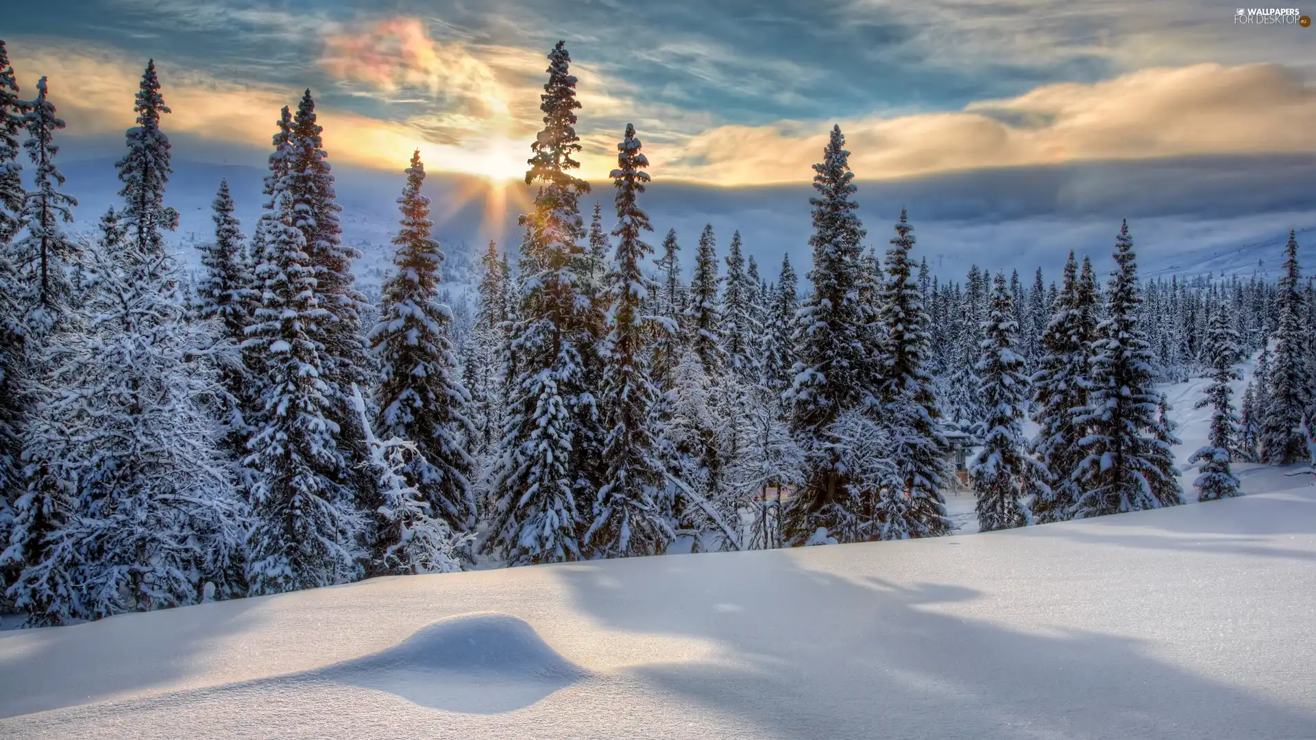 winter, Spruces, rays of the Sun, forest