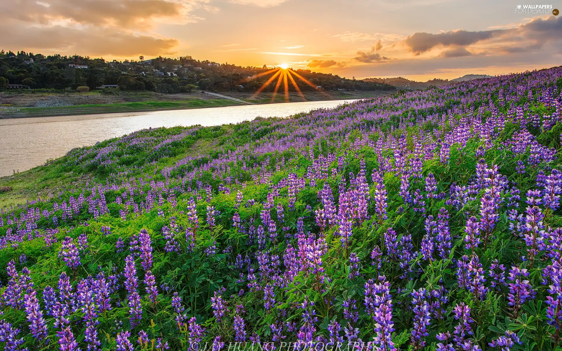 Meadow, River, rays of the Sun, lupine