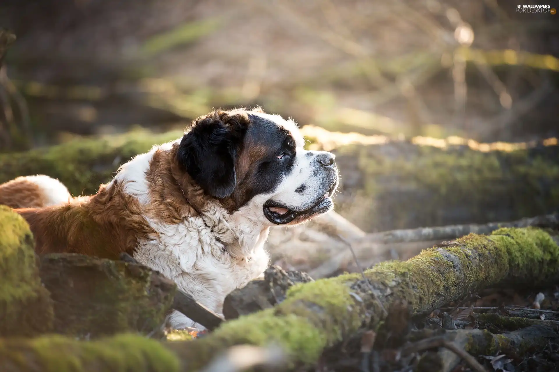 dog, mossy, Lod on the beach, Bernard