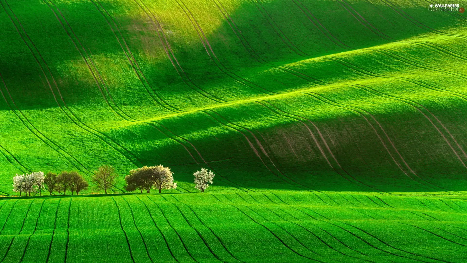 trees, viewes, green ones, The Hills, field