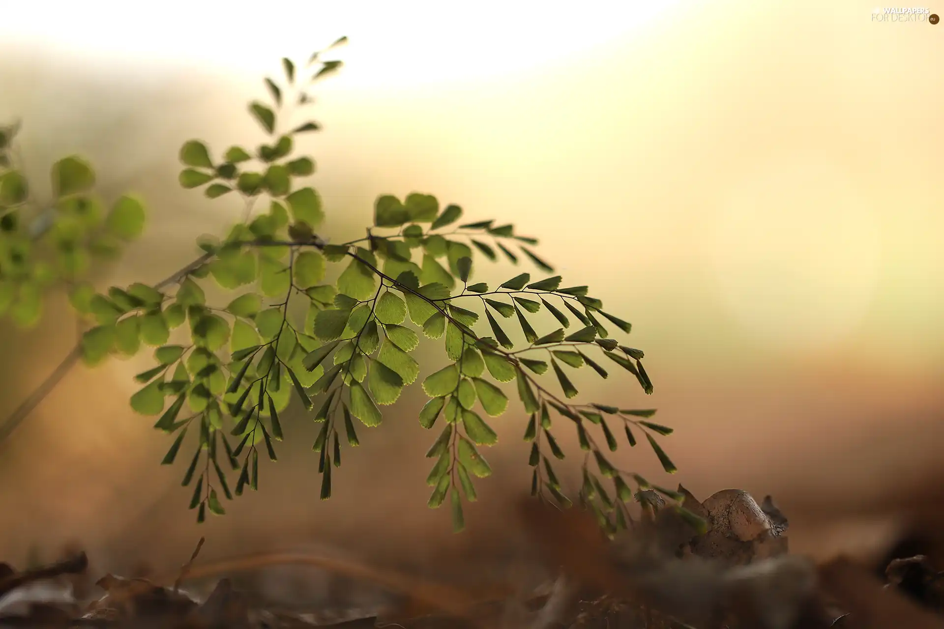 green ones, plant, twig, Leaf