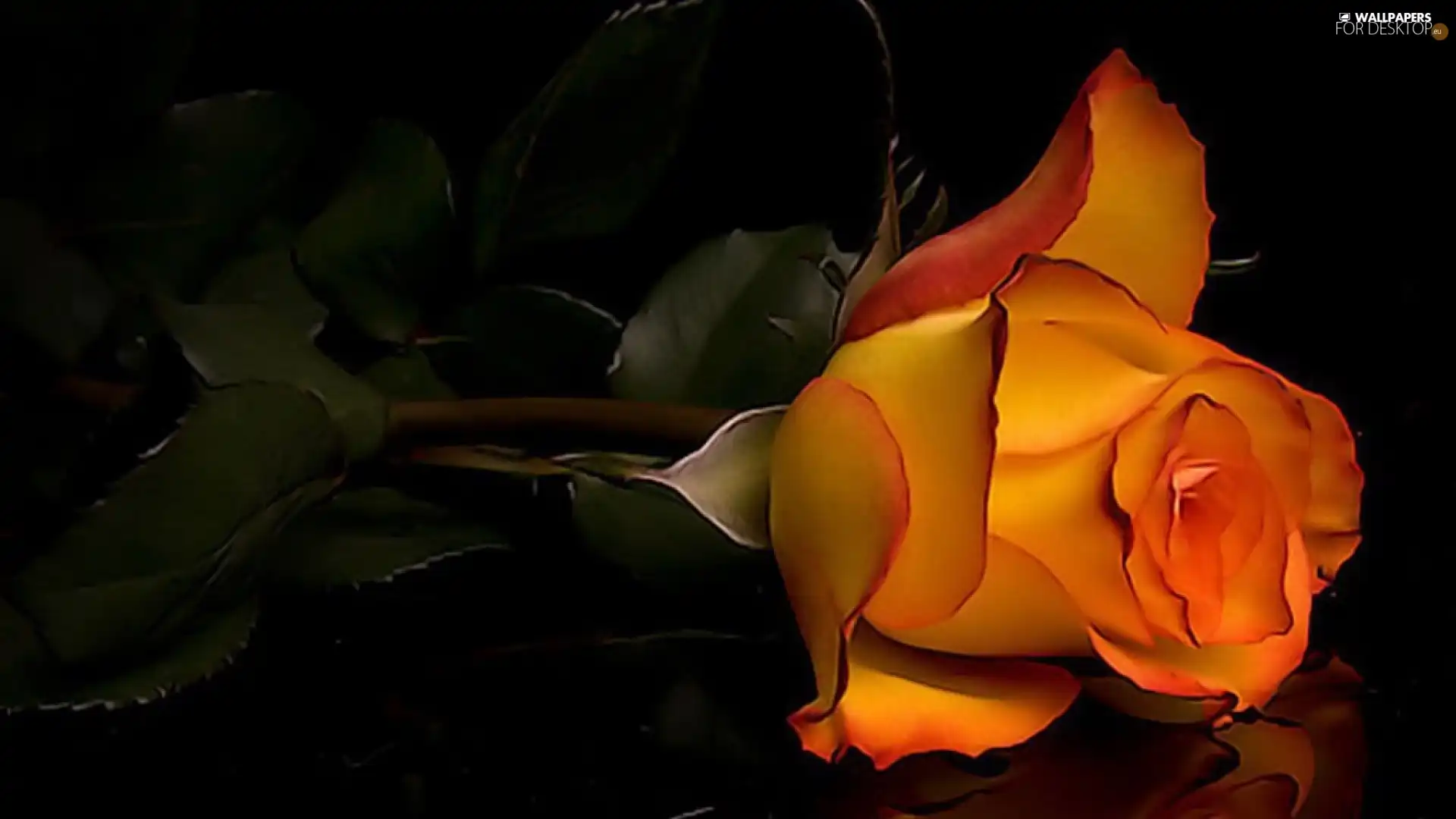rose, Colourfull Flowers, Orange