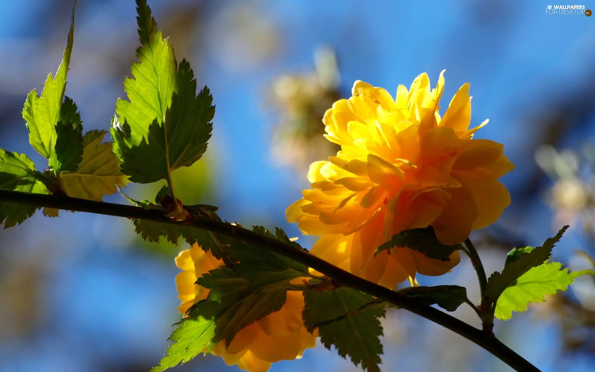 Orange, Flowers, flower, Bush, twig