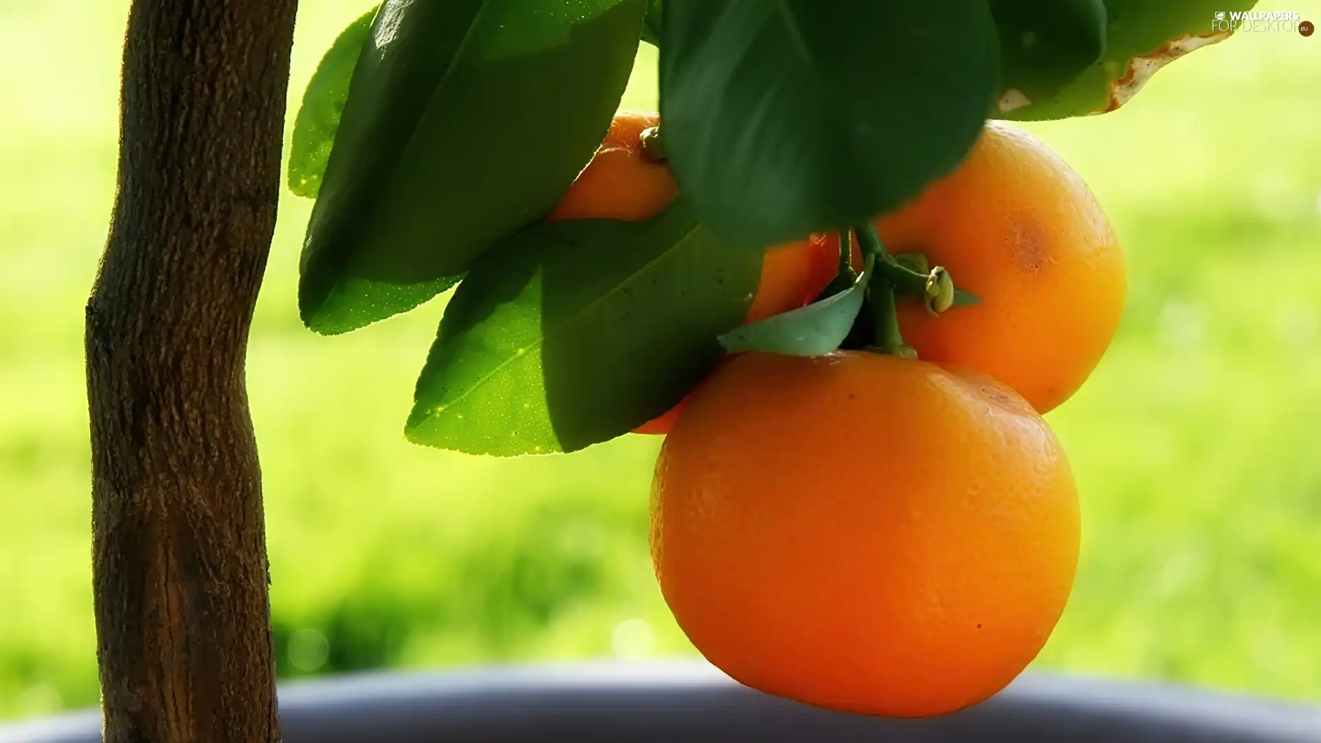 orange, sapling, Orange