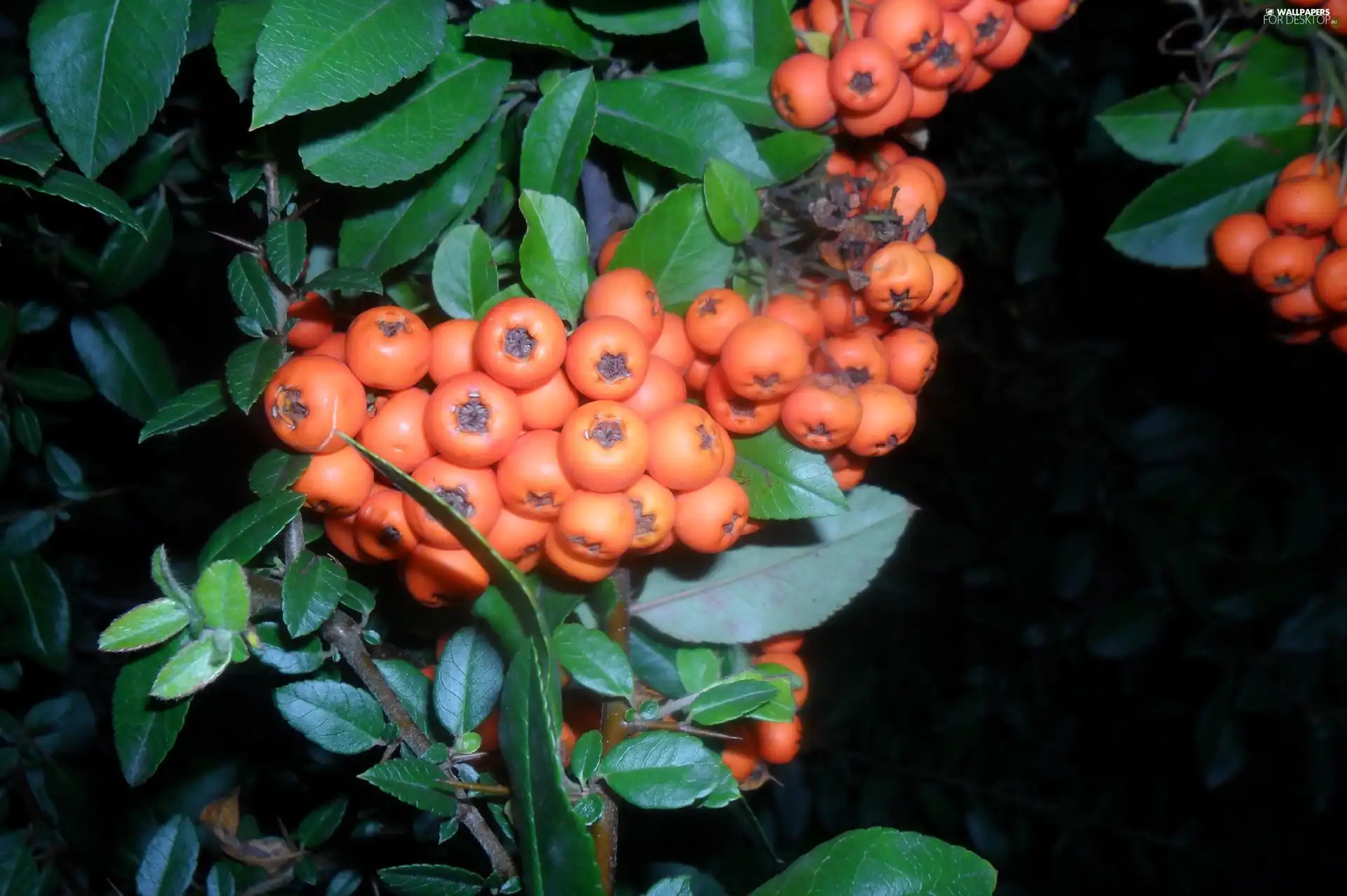Fruits, Scarlet firethorn, Orange