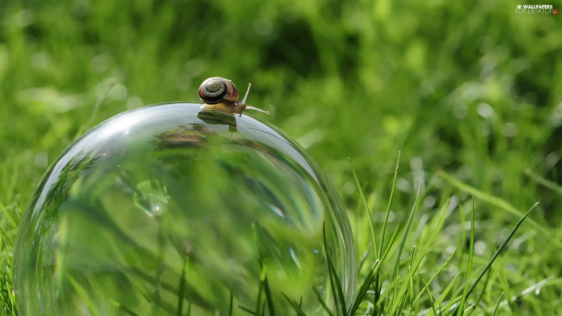 Glass, snail, grass, Orb