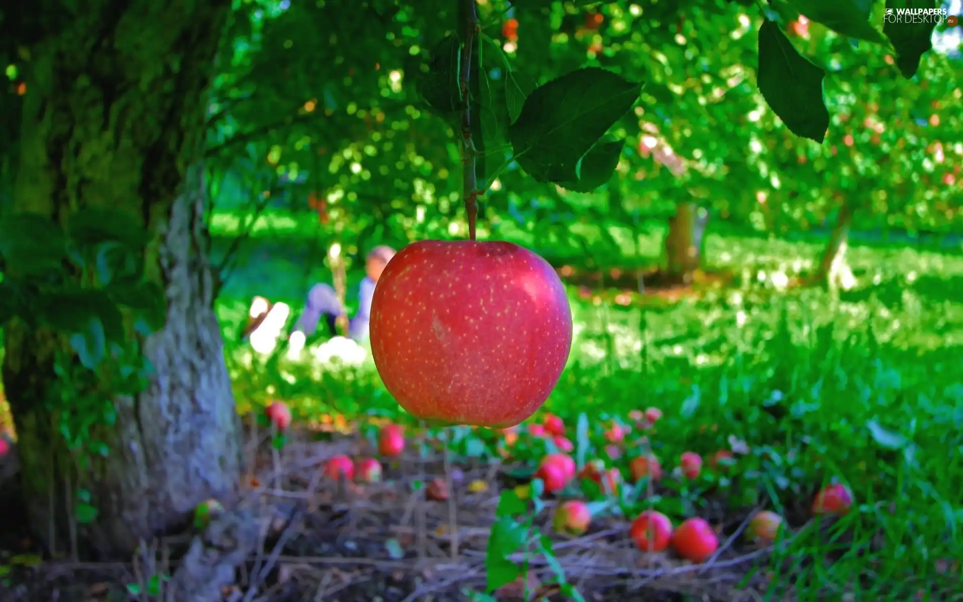 apples, orchard