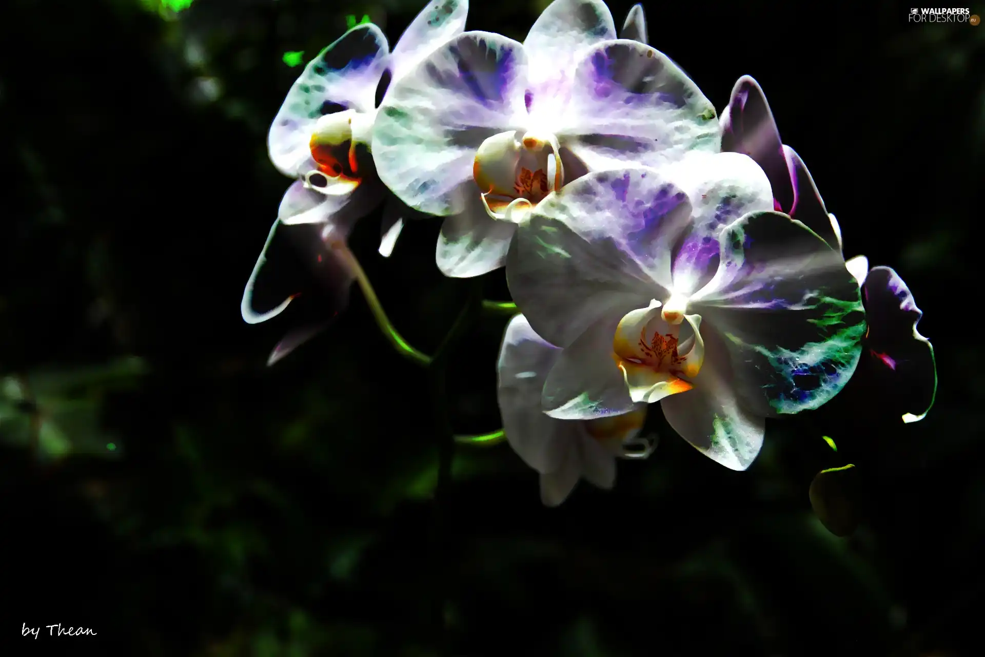 orchid
