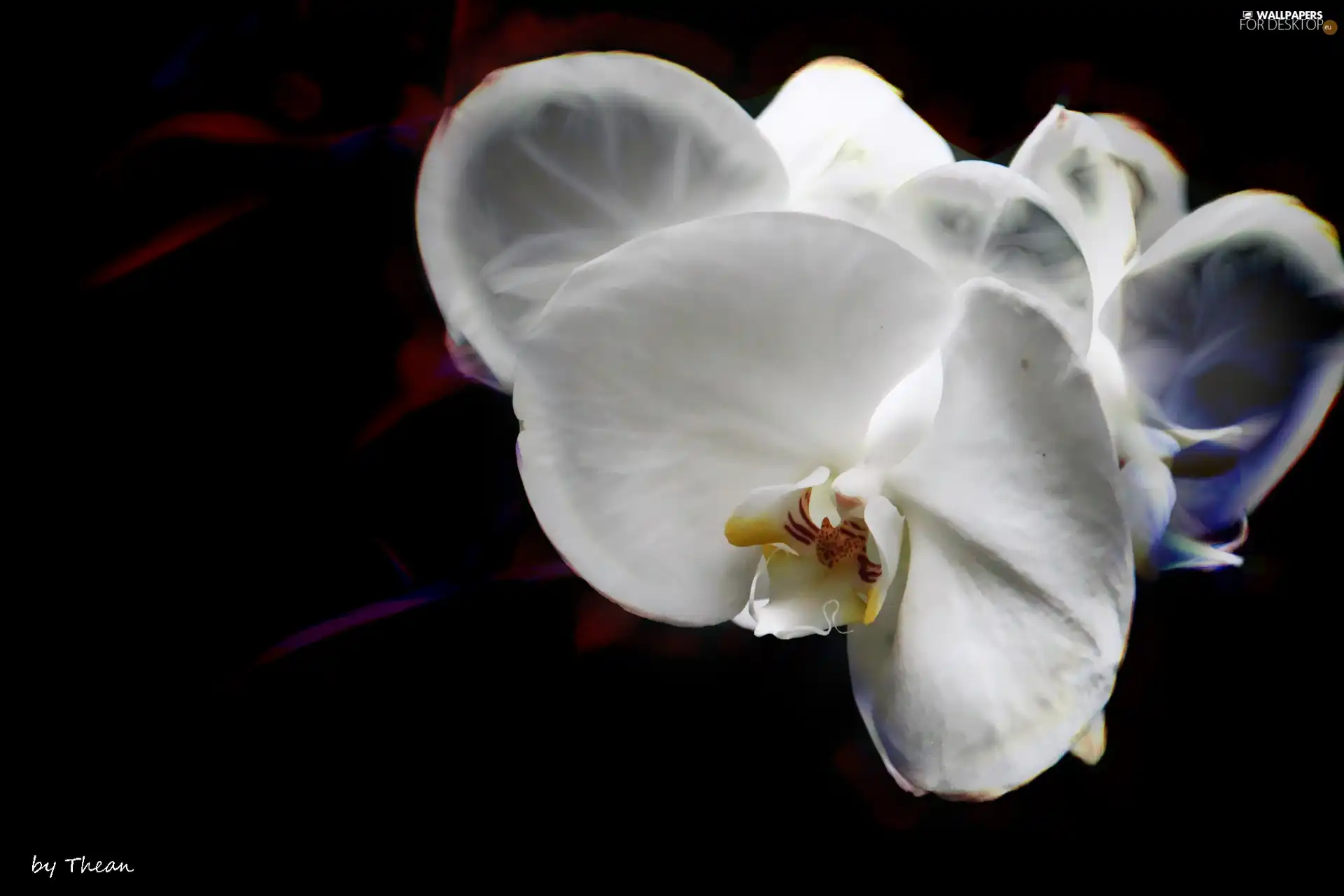 orchid, orchid