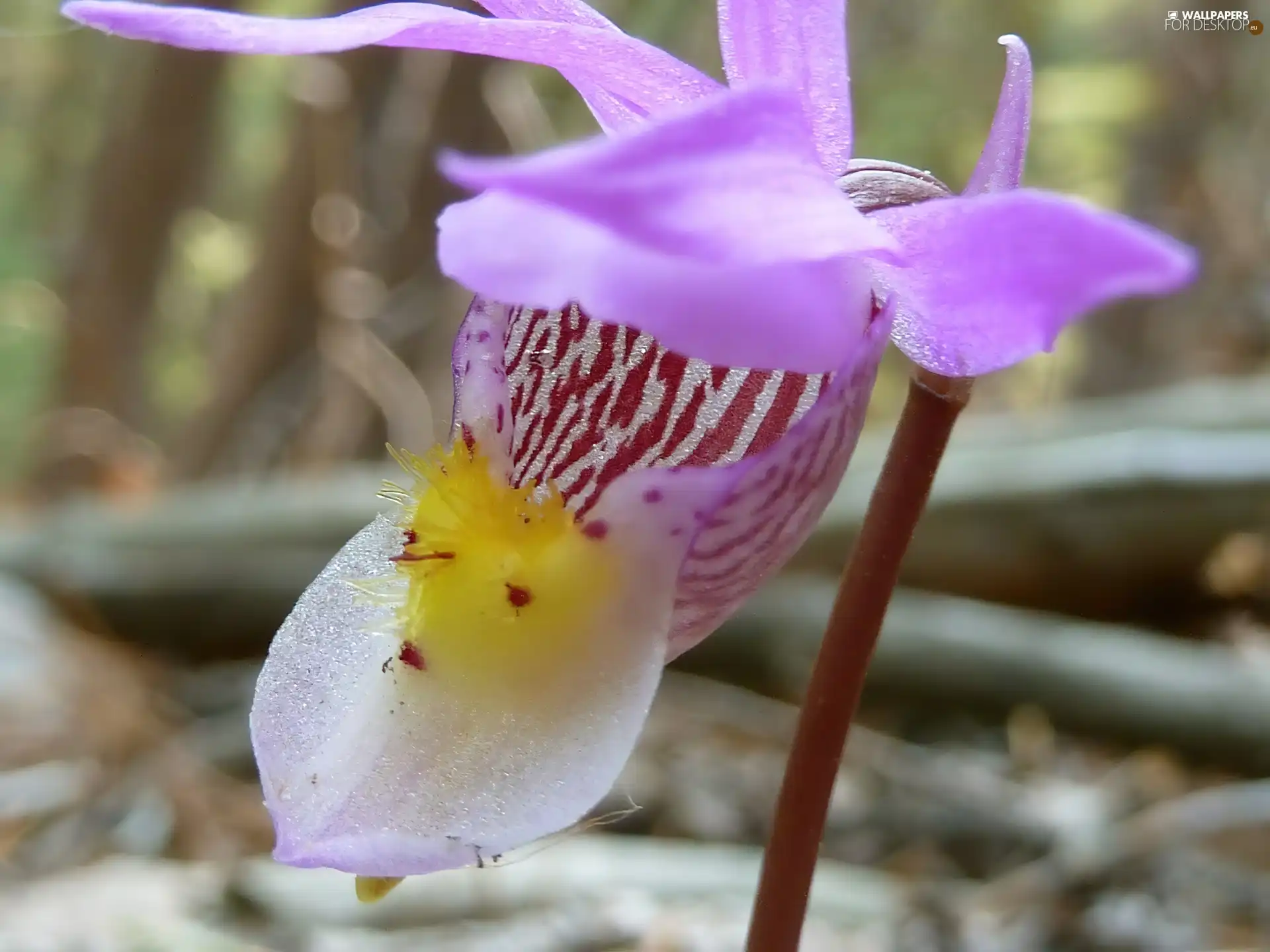 Pink, orchid