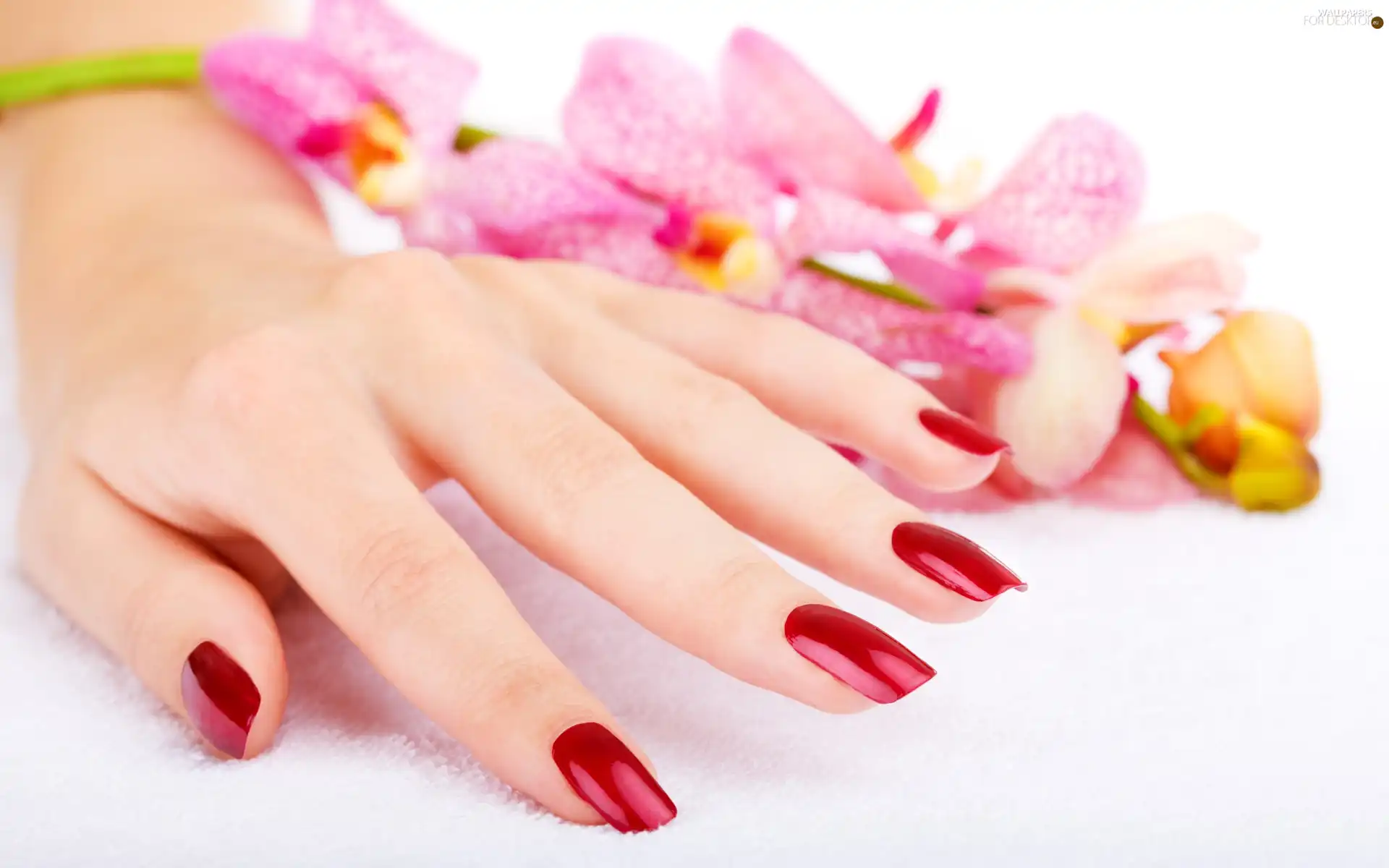 hand, manicure, orchids, Womens