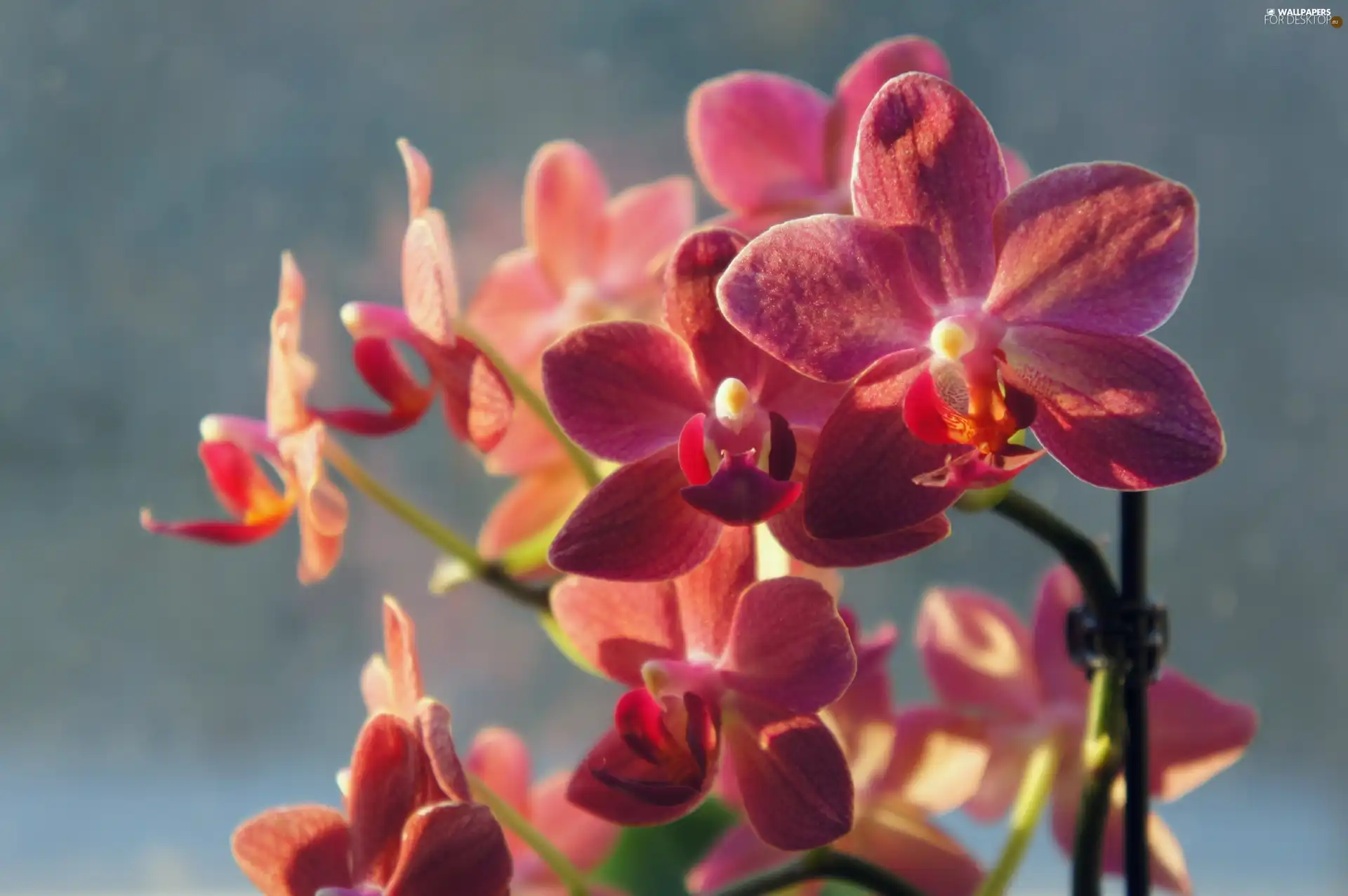 orchids, beatyfull, Pink