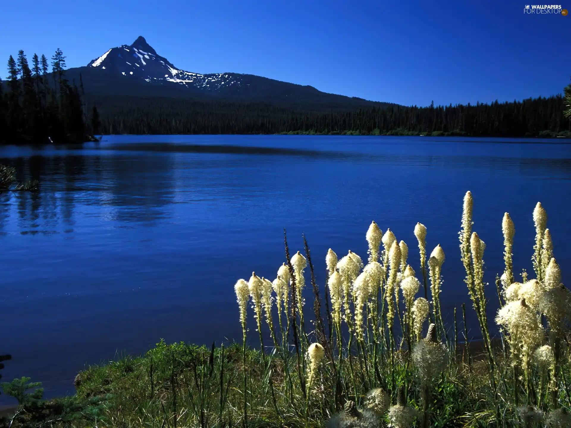 lake, Mountains, Oregon, VEGETATION