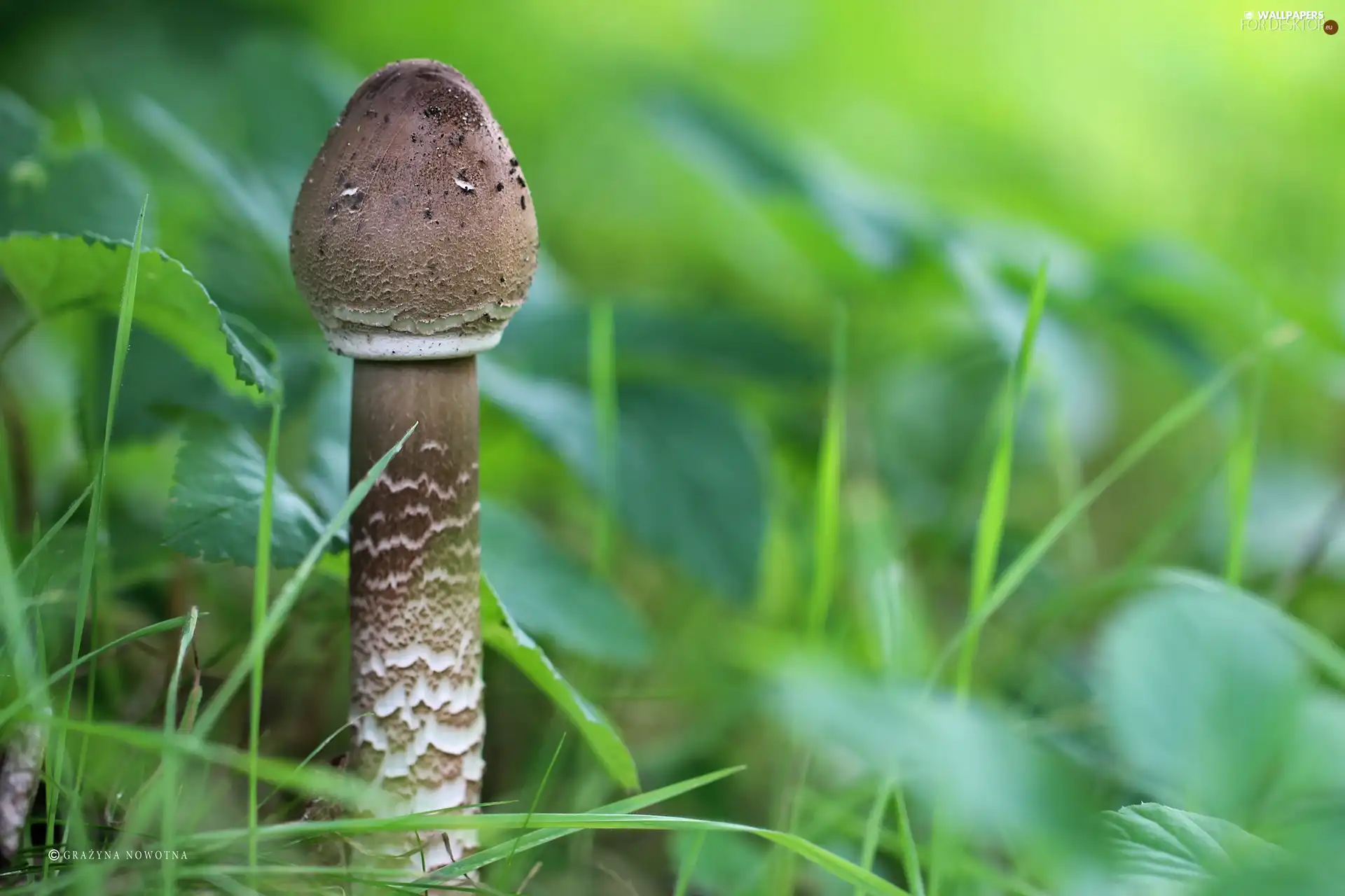 Mushrooms, Kite Parasol Mushroom, owl