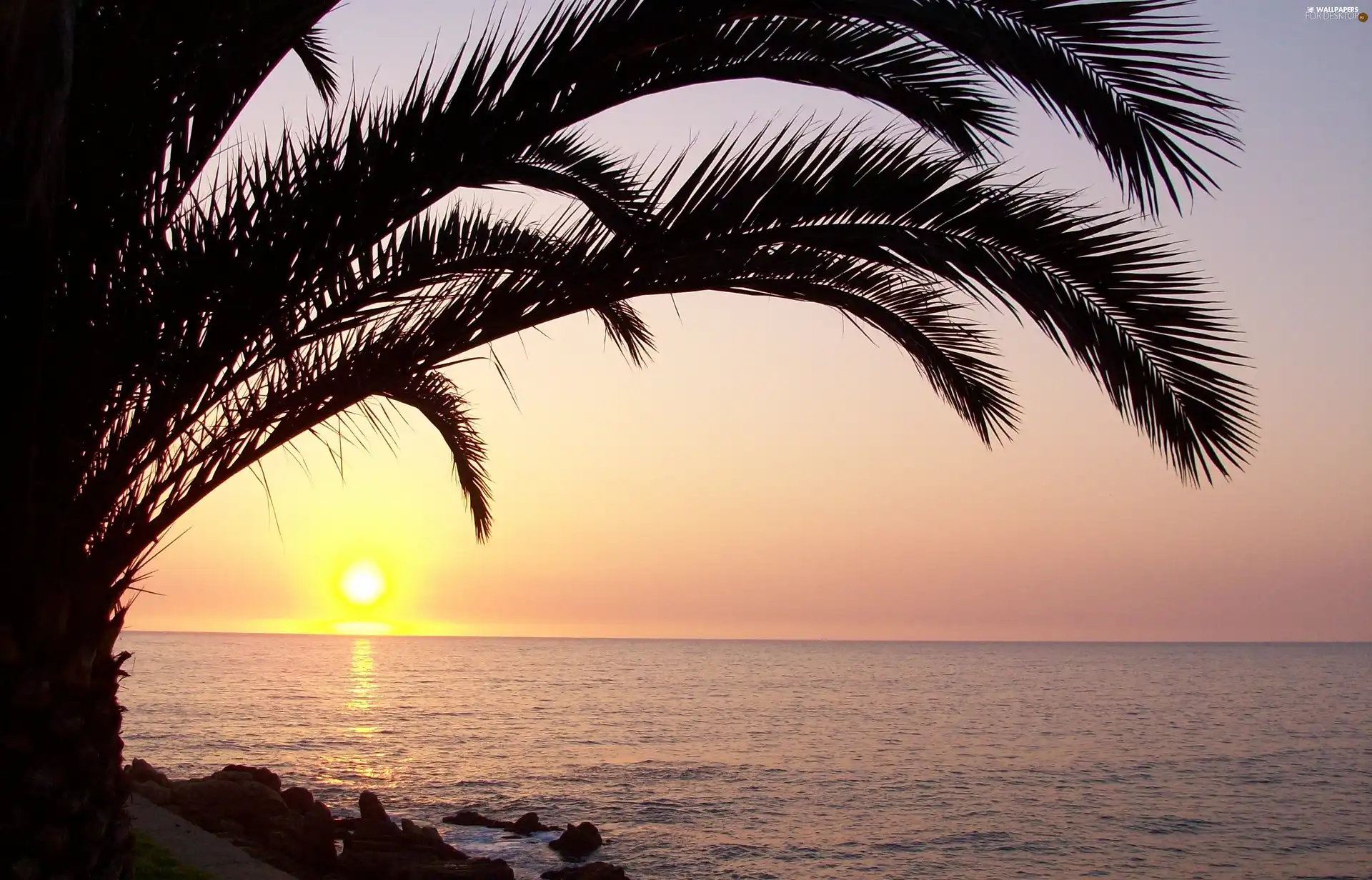 west, Ocean, Palm, sun