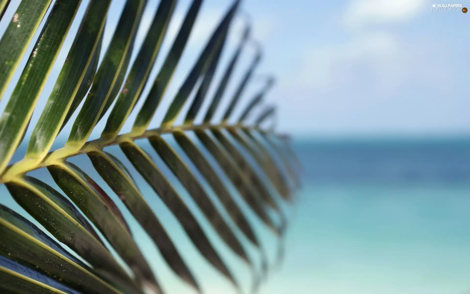 leaf, Palms