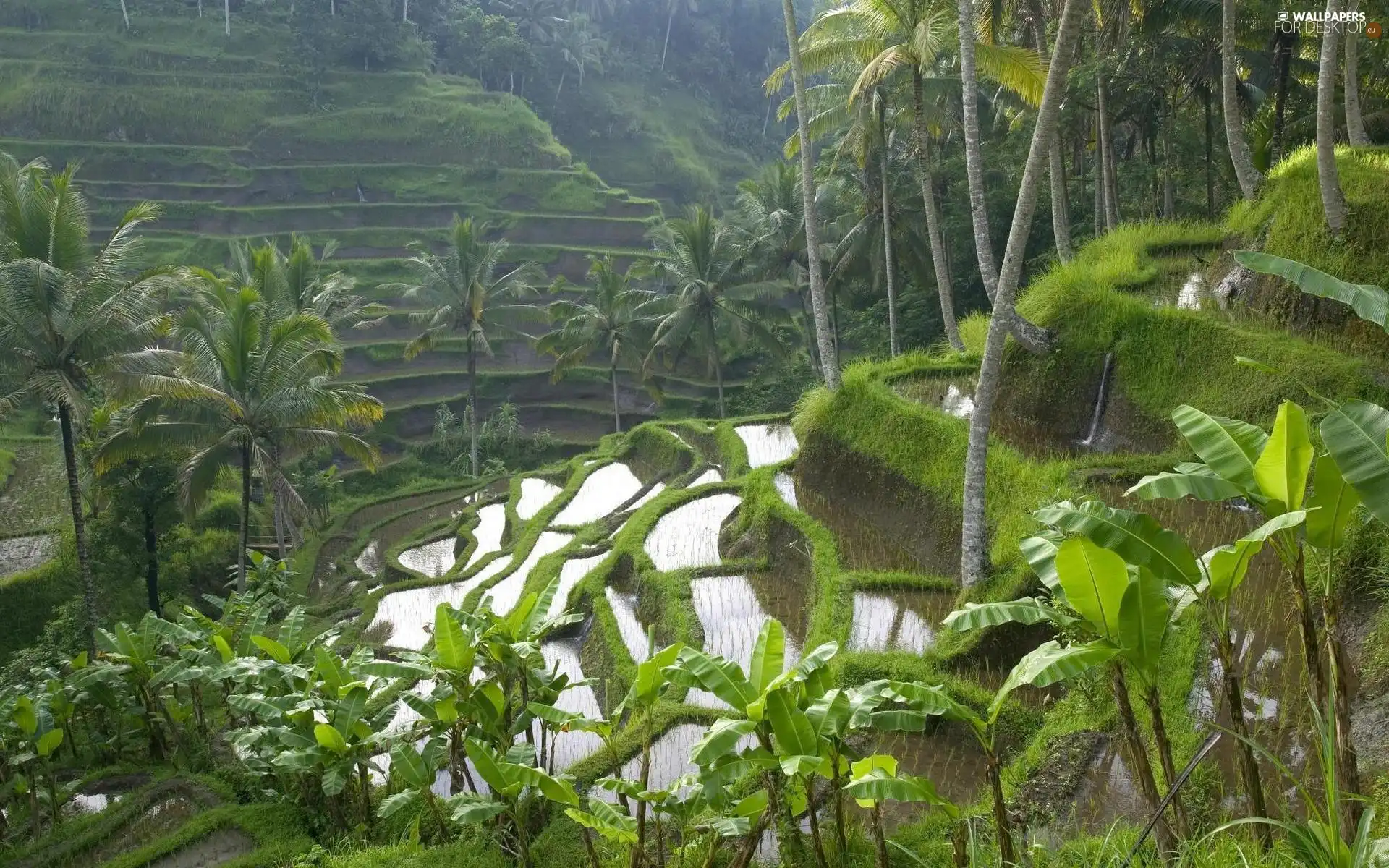 Palms, cultivation, rice