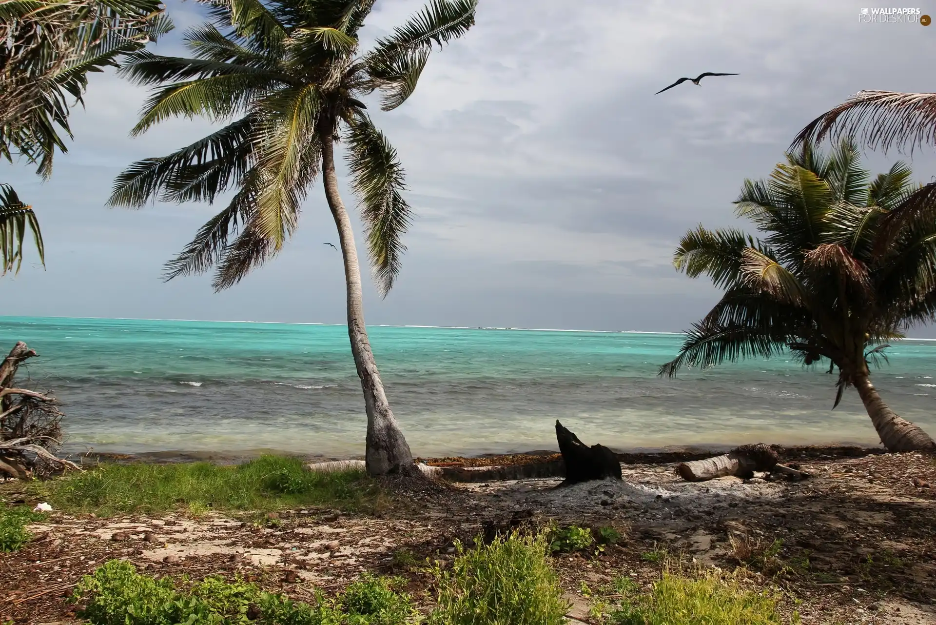 Palms, Beaches, sea