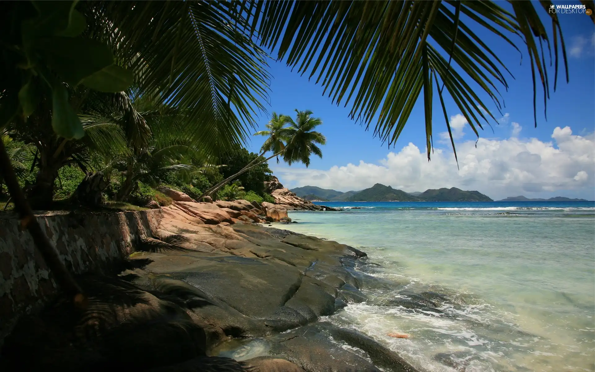 sea, coast, Palms, craggy