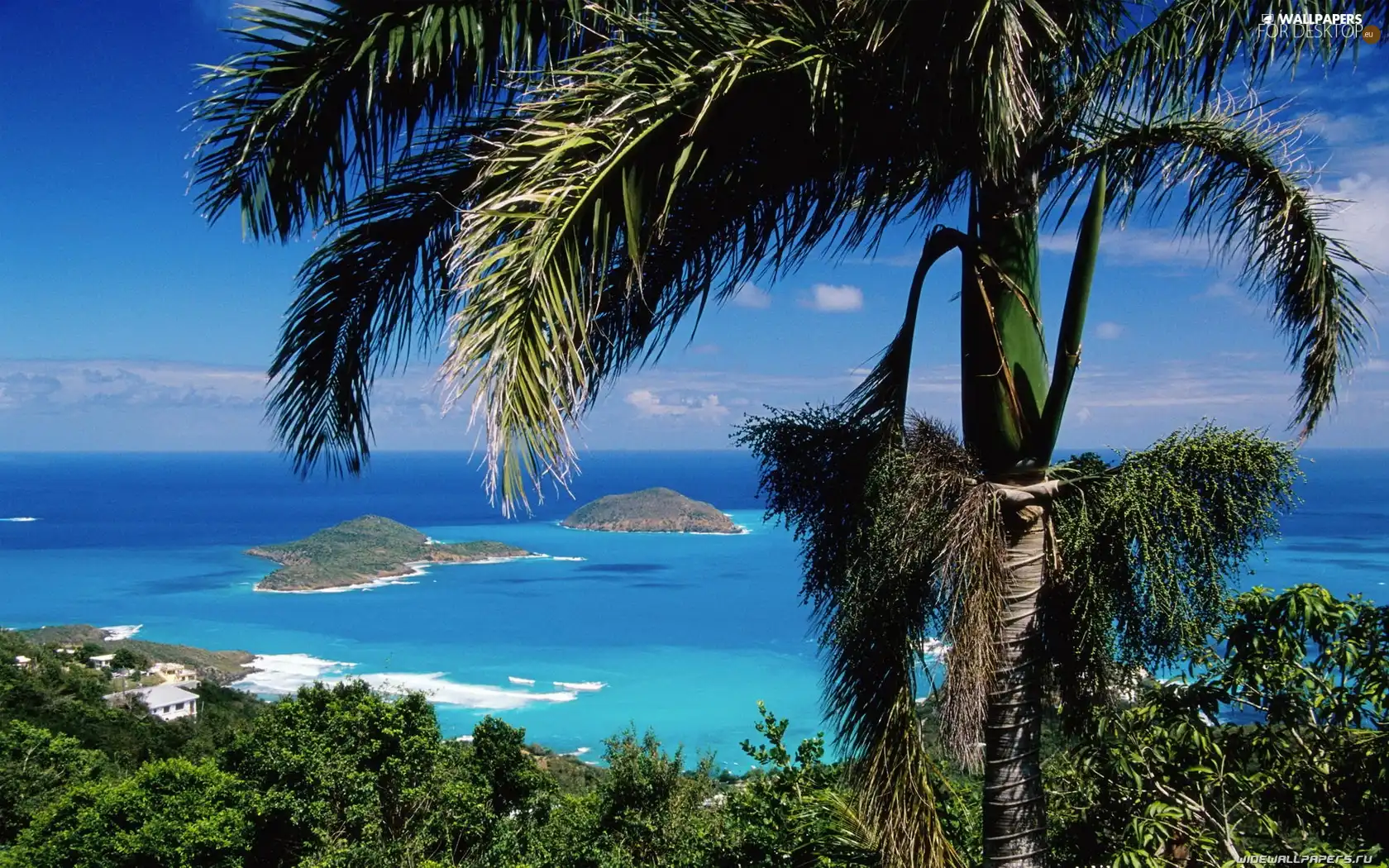 sea, Coast, Palms, Islands