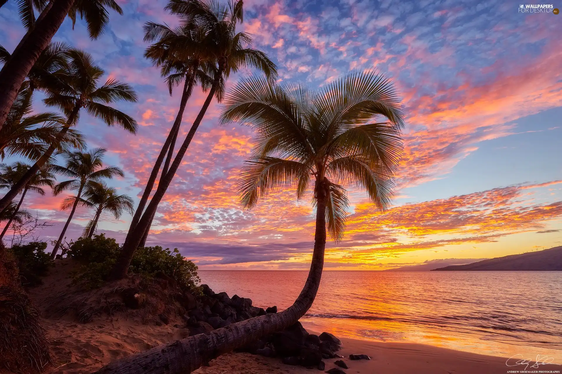 Aloha State Hawaje, Palms, sea, Great Sunsets