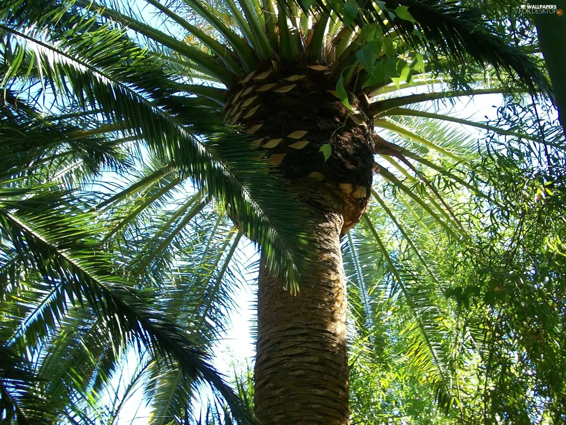 top, Palms