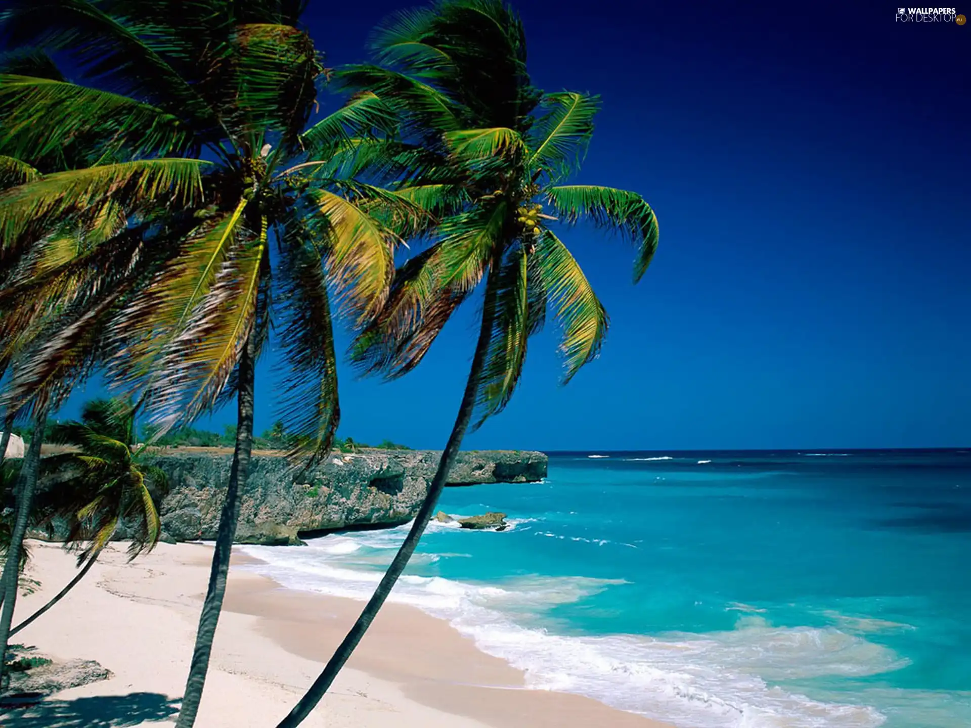 Palms, sea, Waves