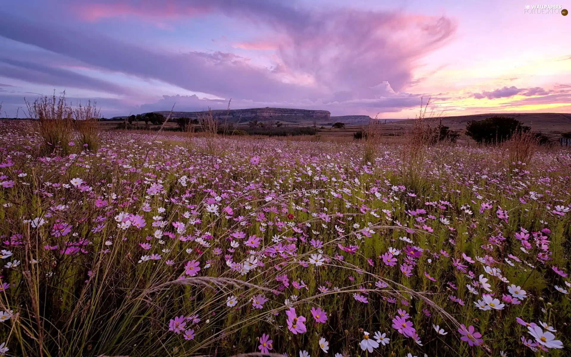 Meadow, Mountains, panorama, Flowers