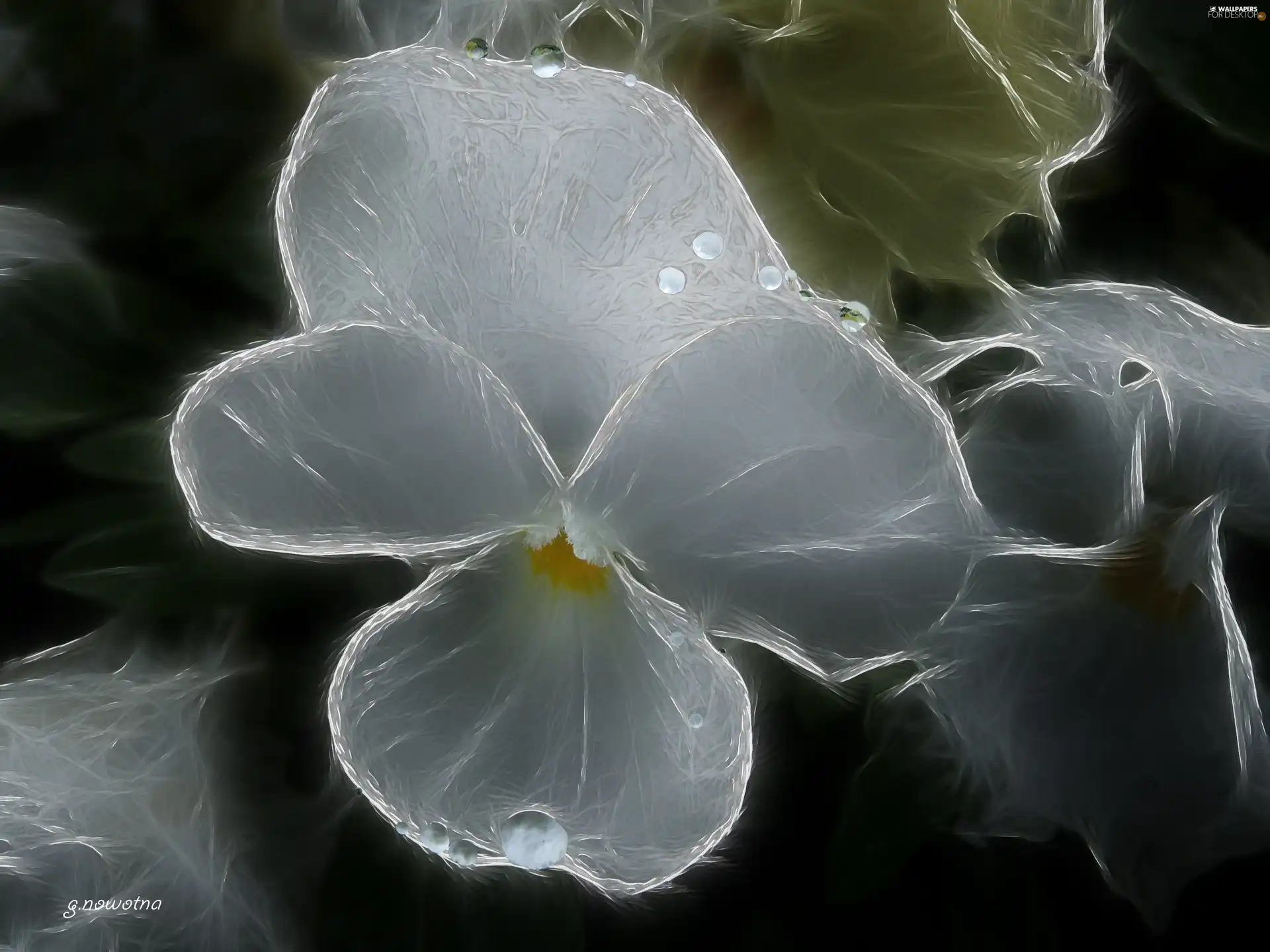 limpid, pansy