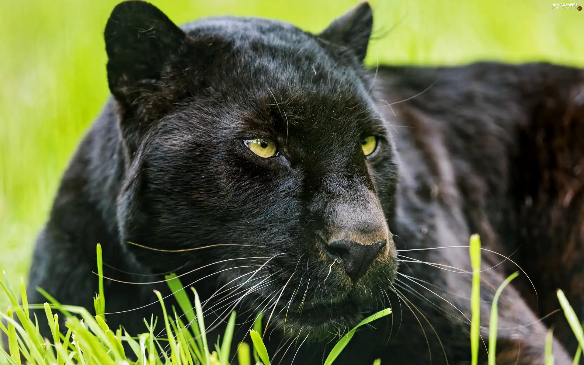 black, Panther