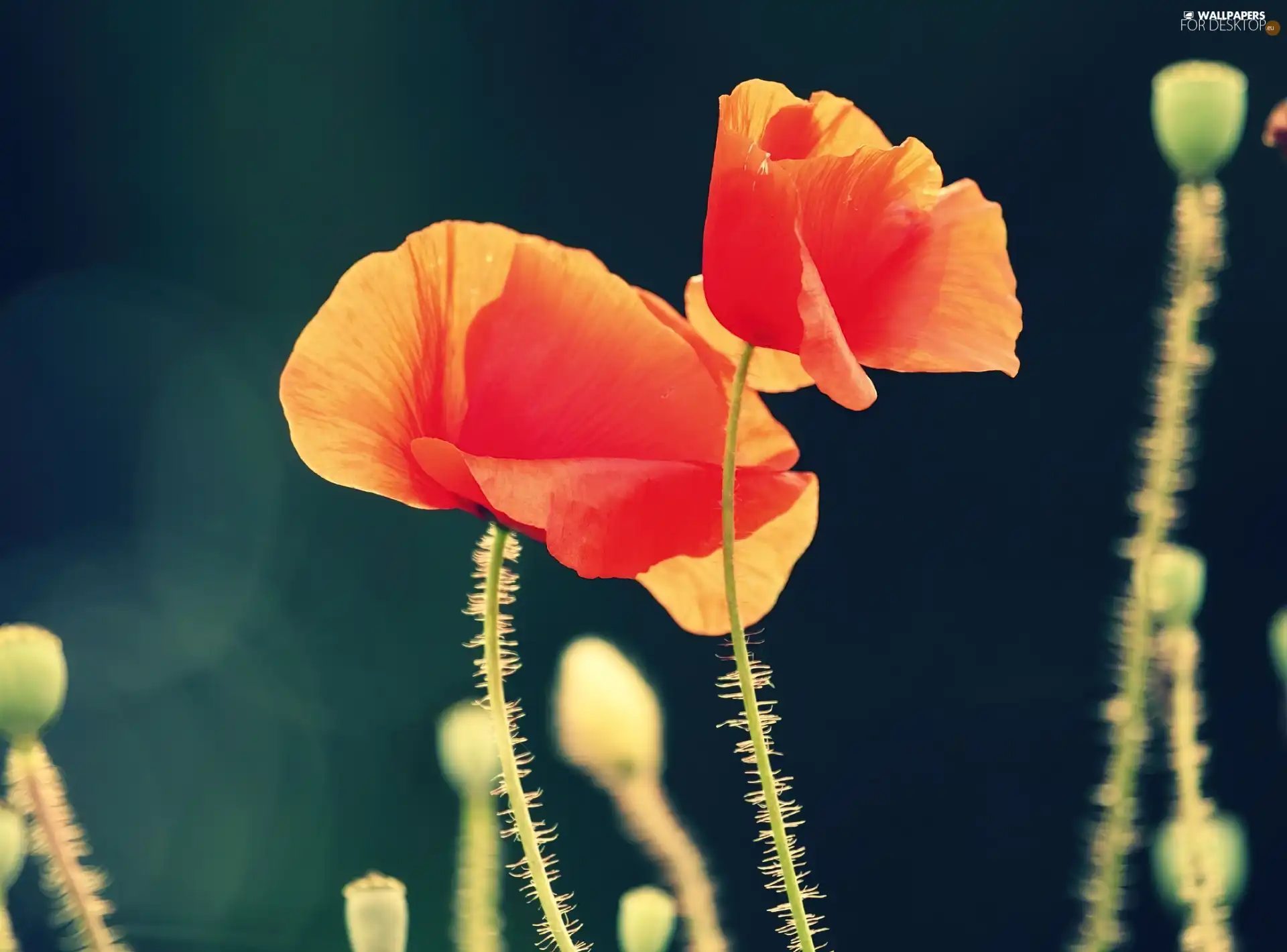 papavers
