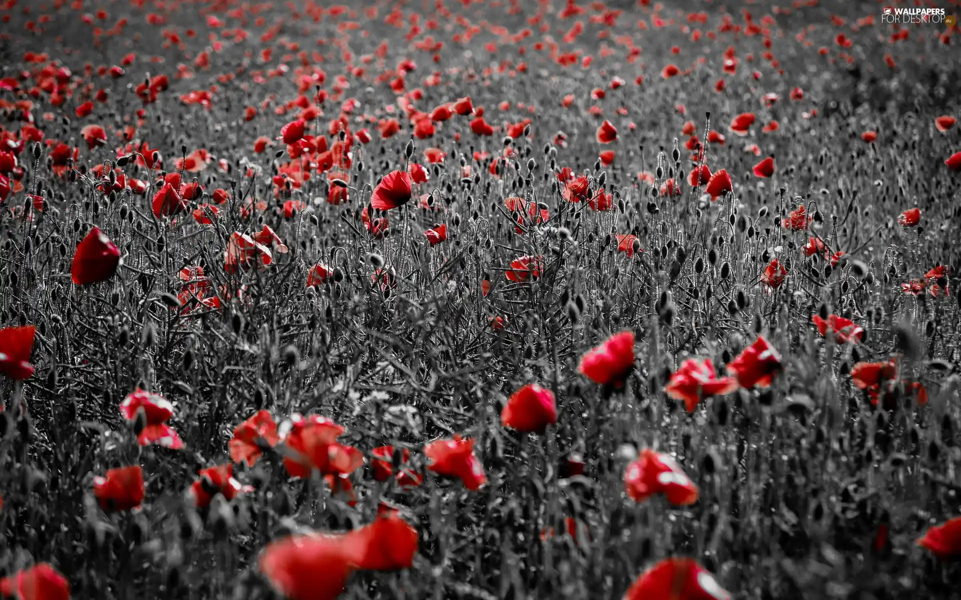 papavers