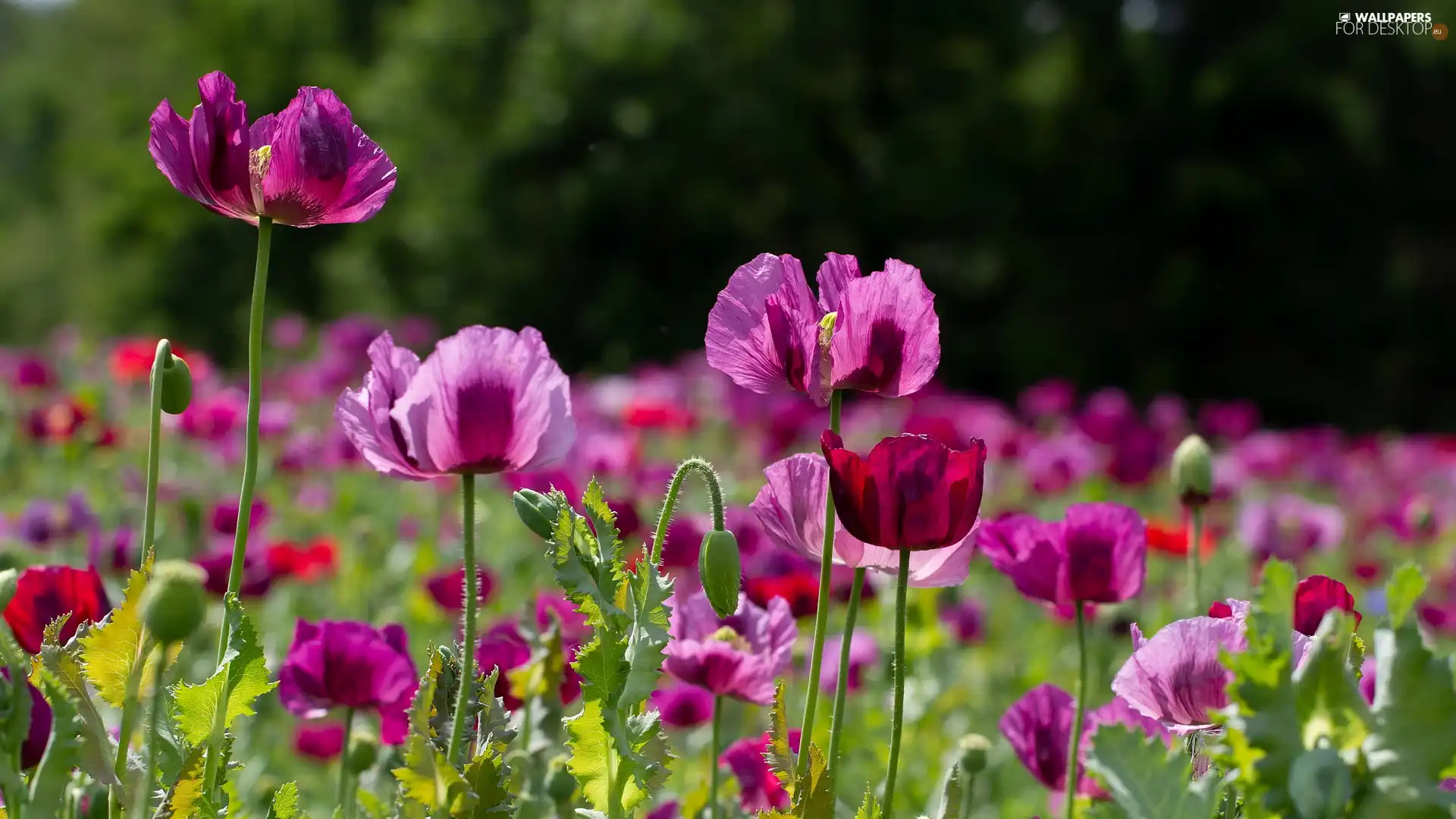 papavers, illuminated, bloom