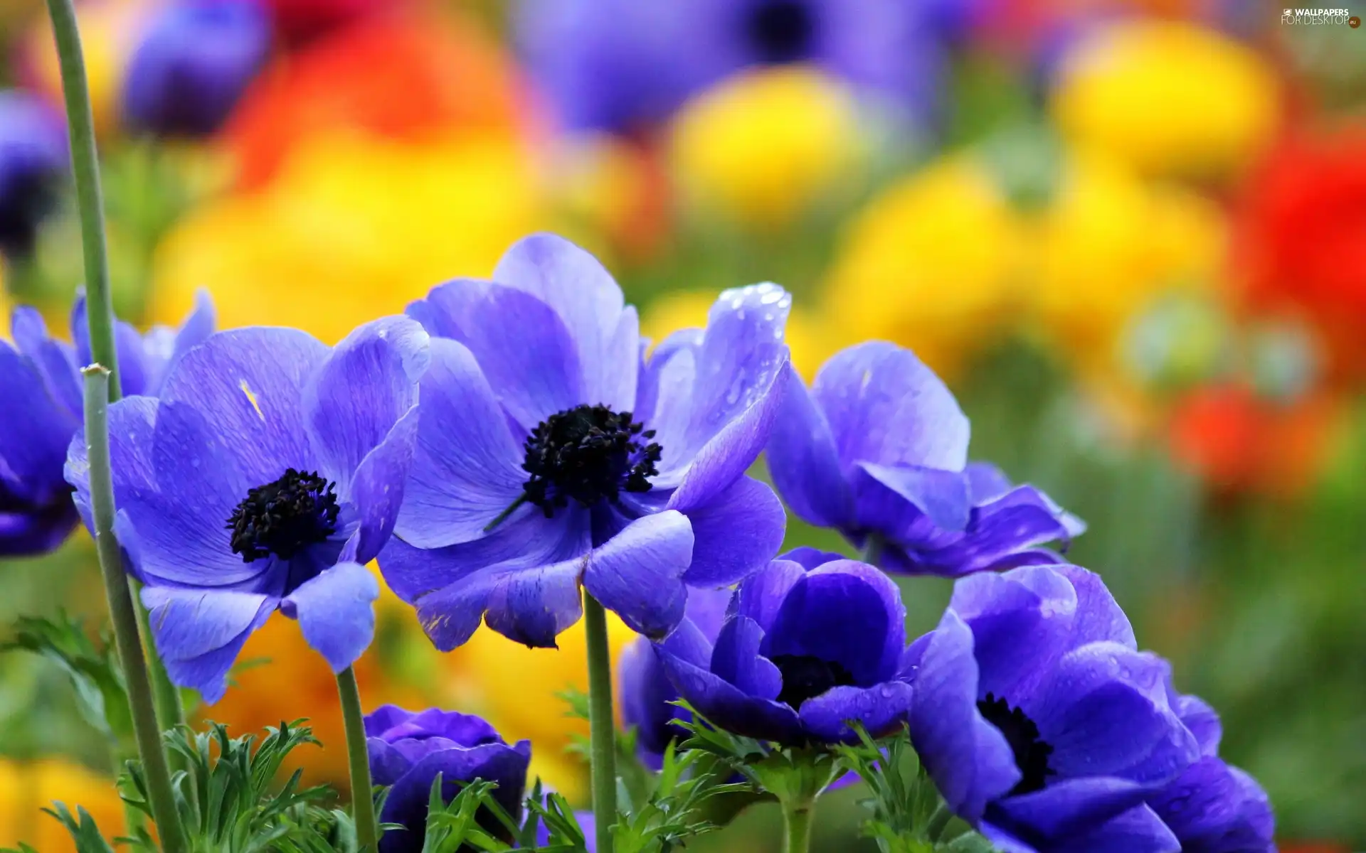 Blue, Anemones