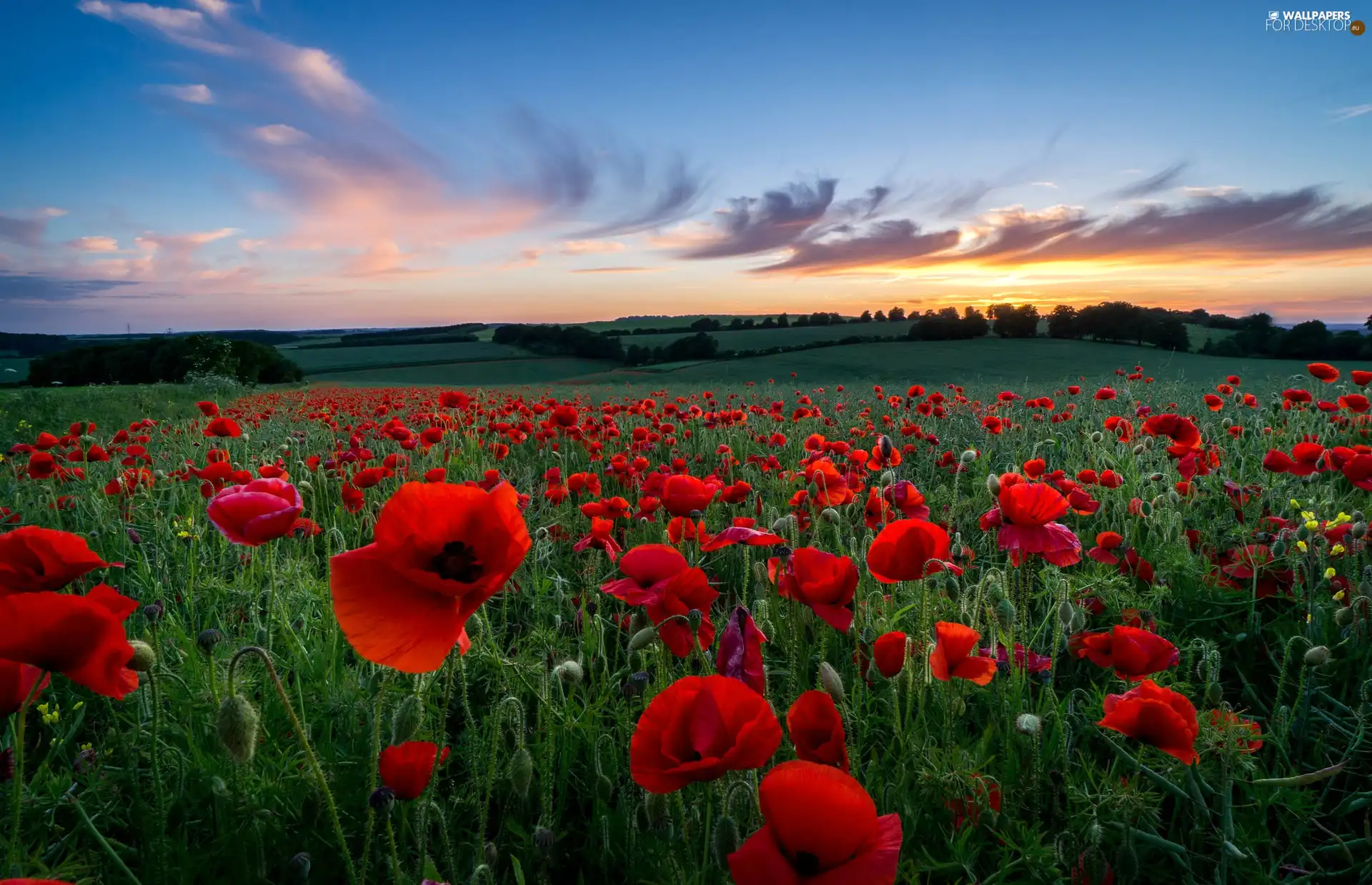 papavers, Meadow, clouds