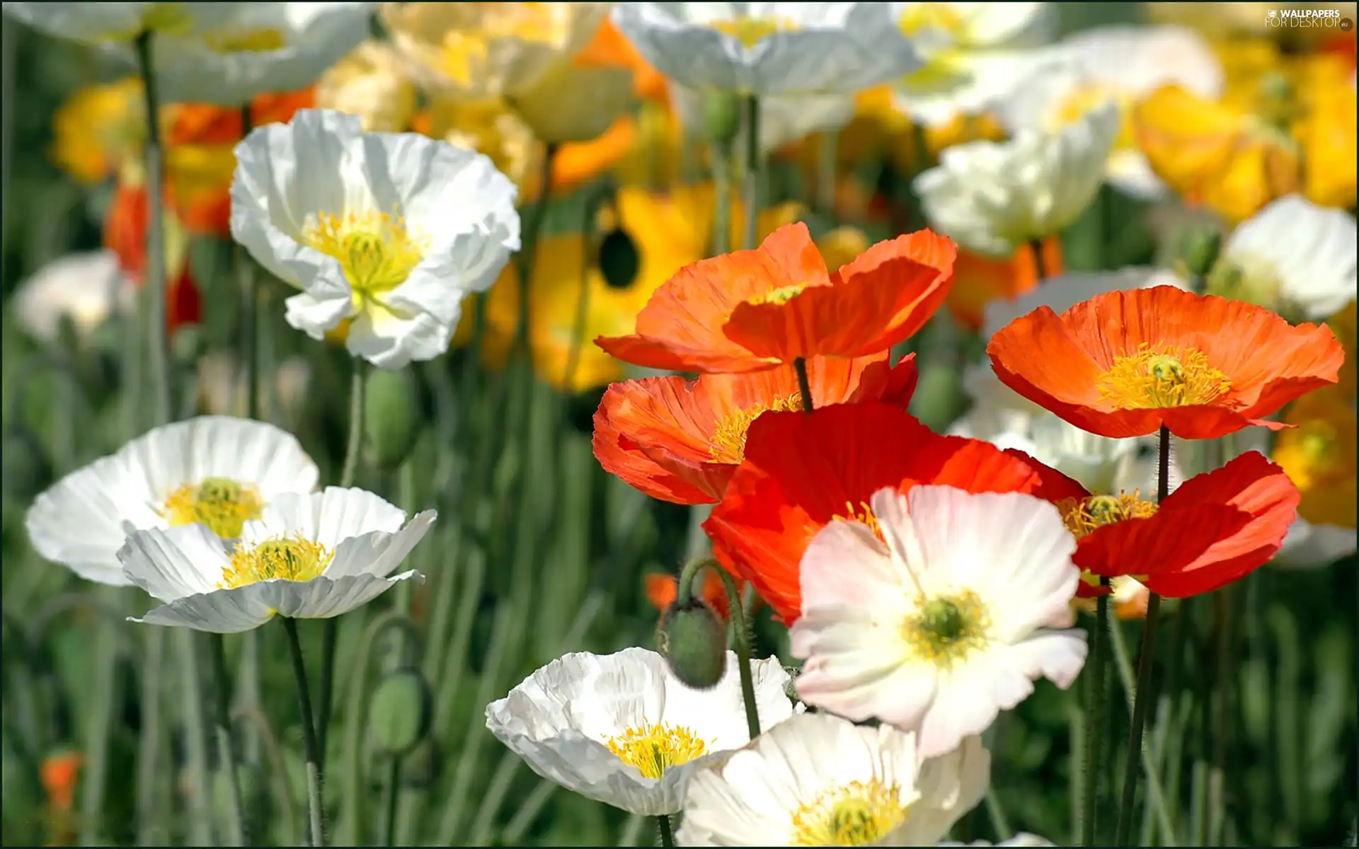 color, papavers