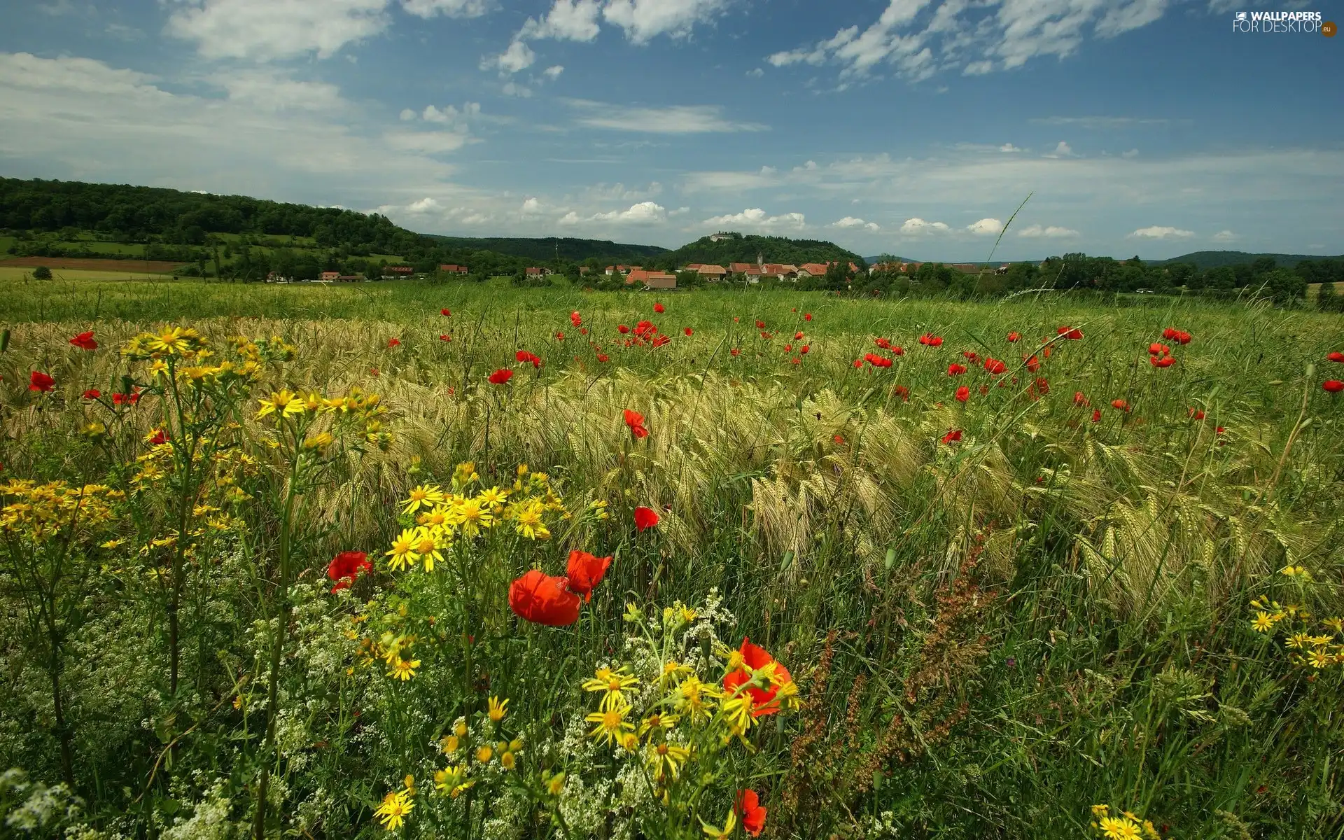 papavers, Meadow, corn