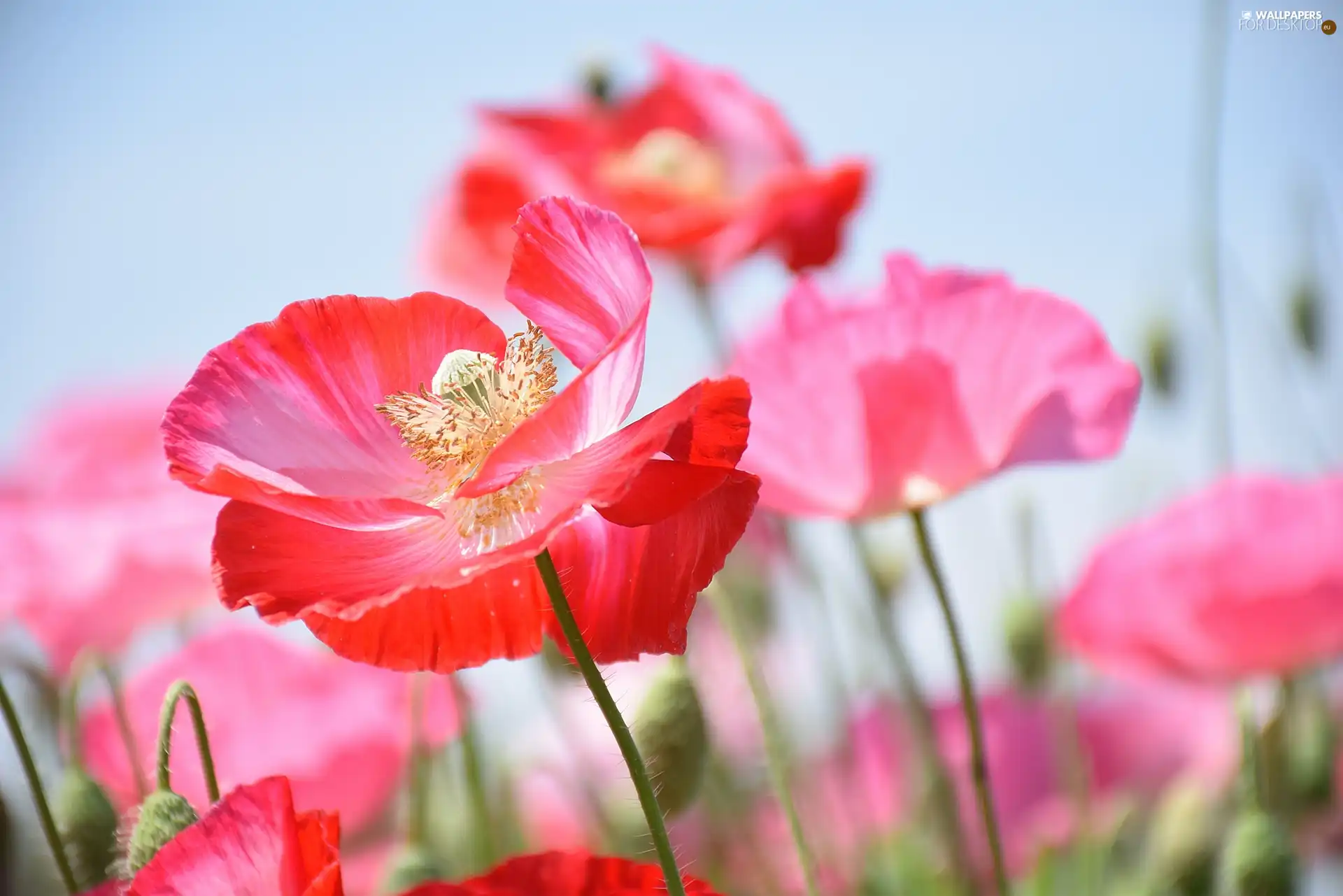 developed, papavers