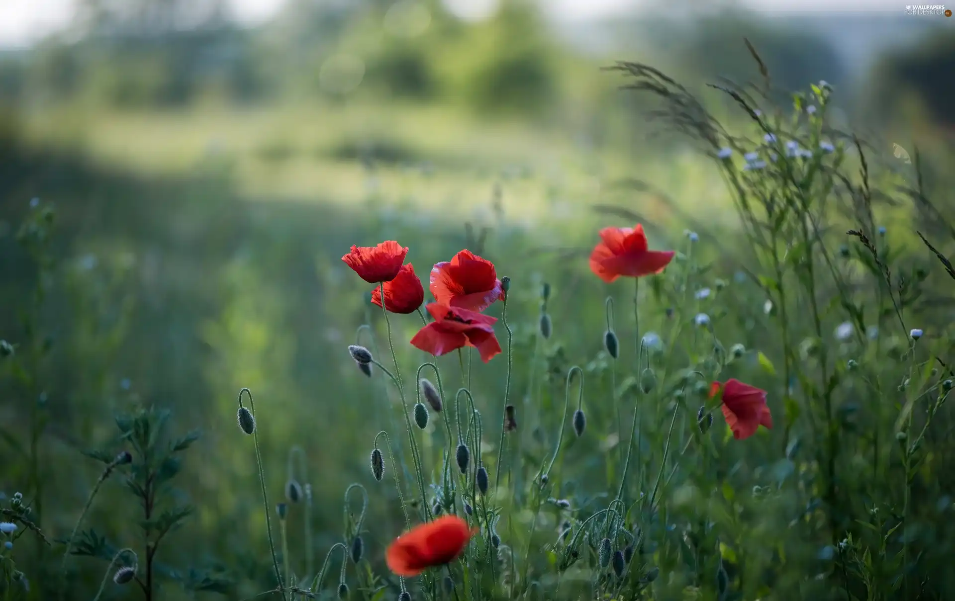 Meadow, blurry background, papavers, Buds, Flowers