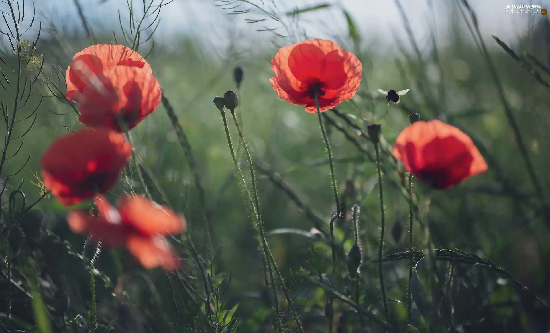 Flowers, bee, blur, papavers