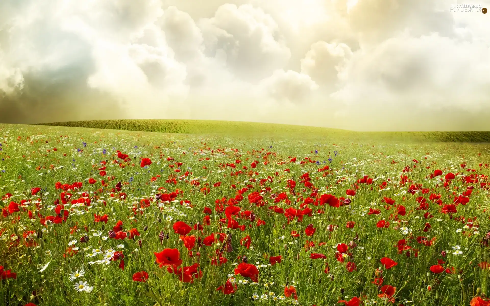 papavers, clouds, Meadow