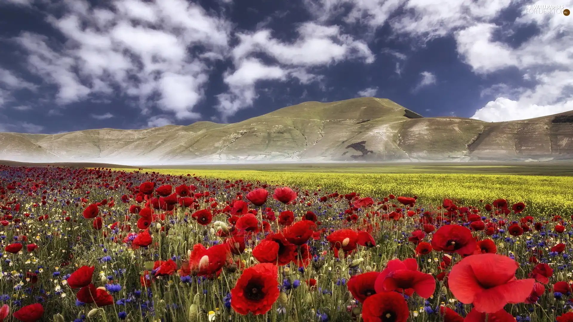 papavers, Mountains, Meadow