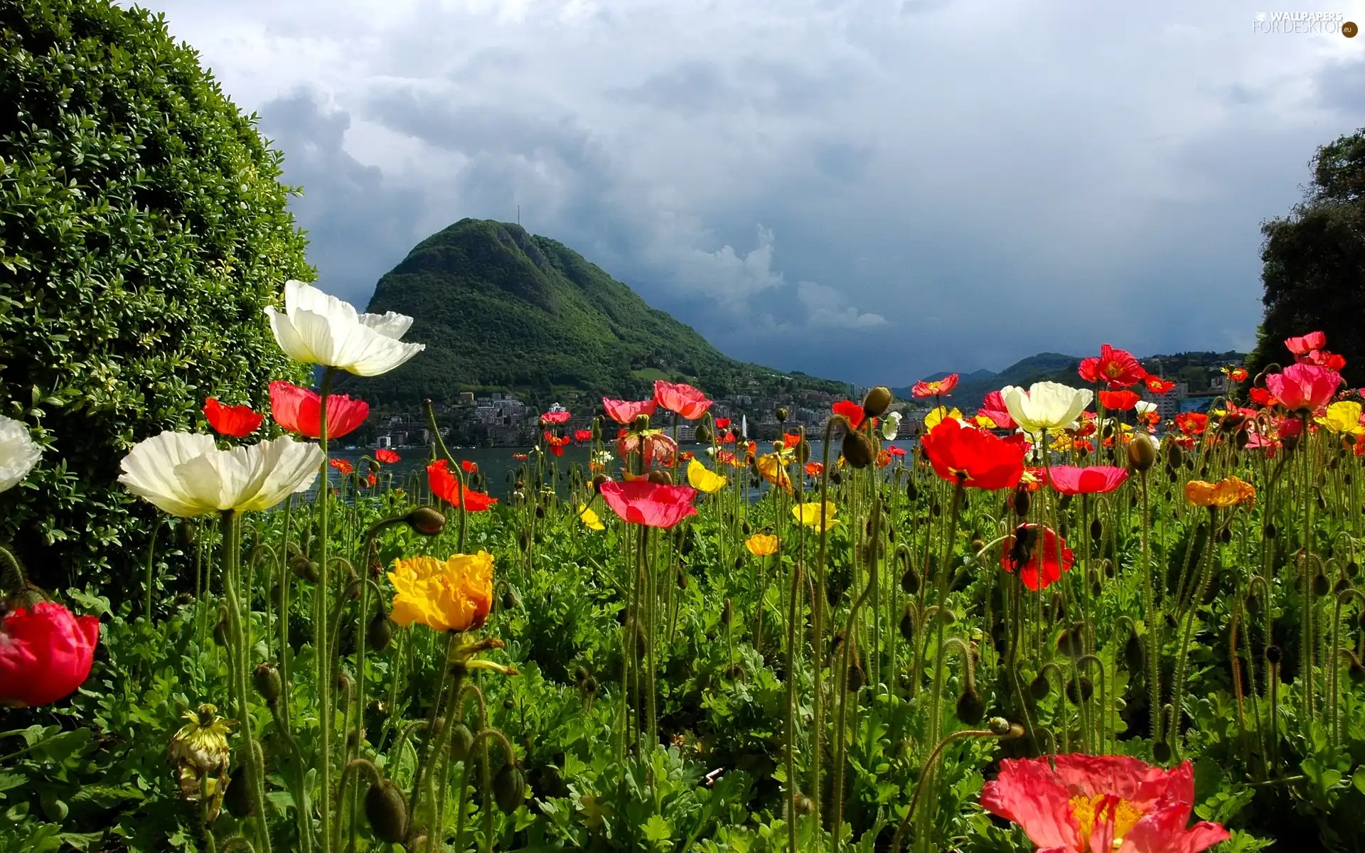 Mountains, River, papavers, clouds