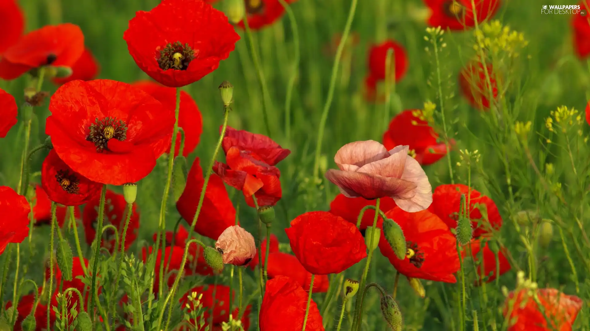 Red, papavers