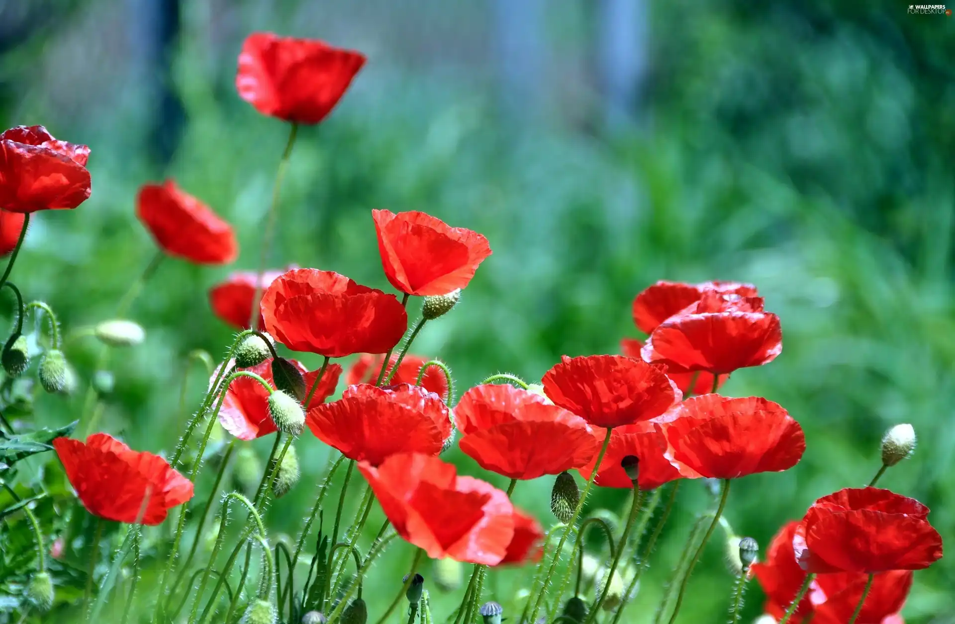 Red, papavers