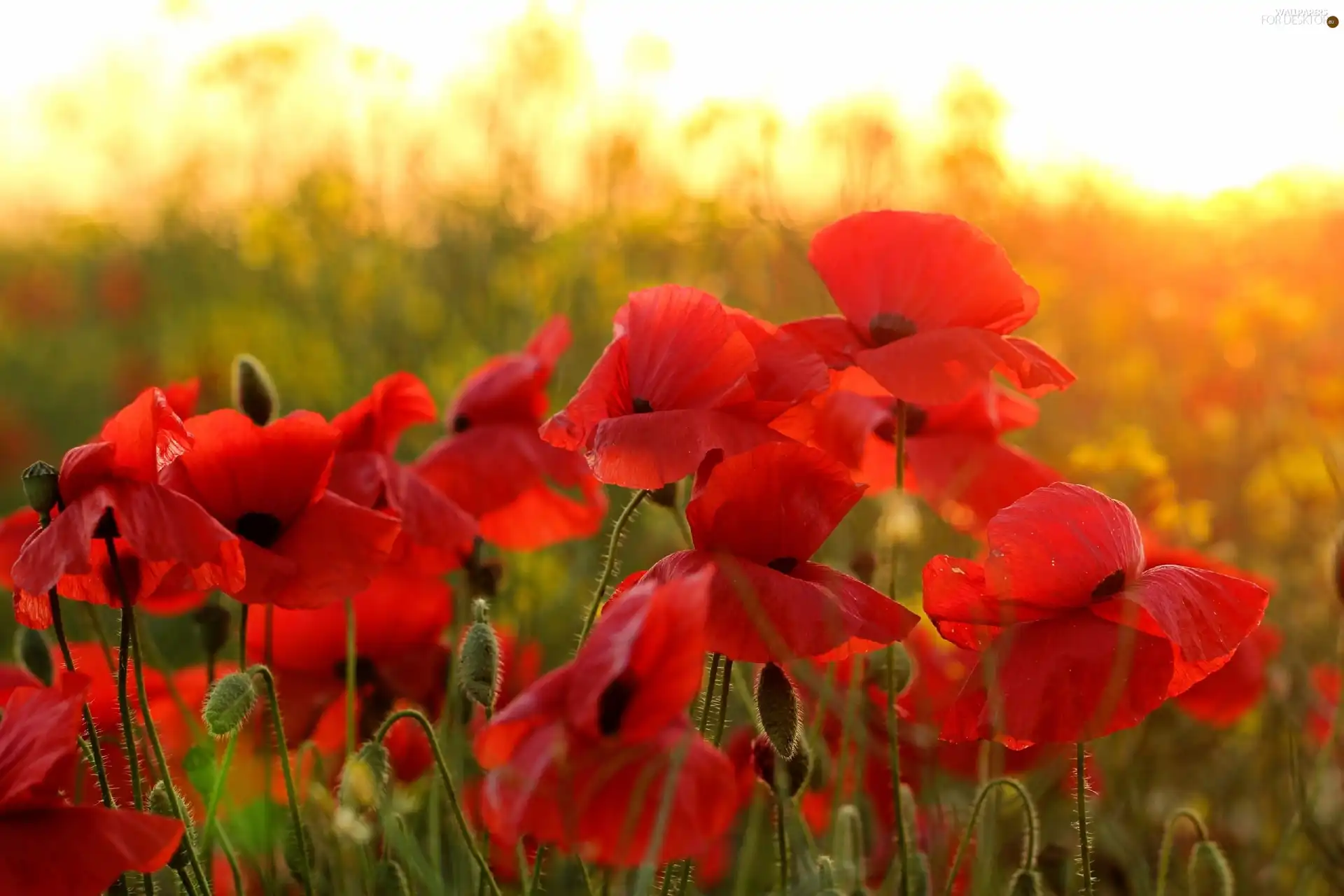 Red, papavers