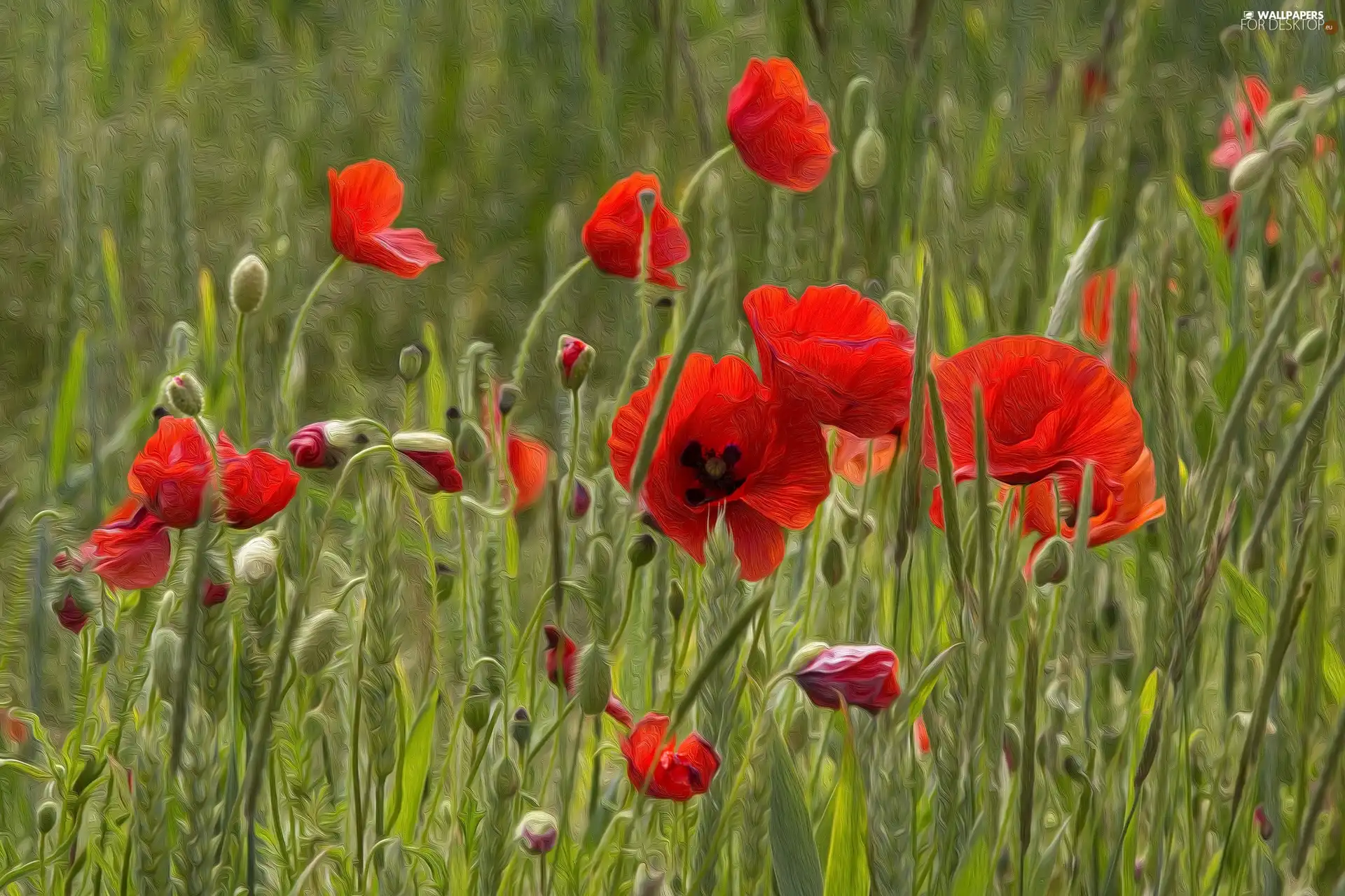 Red, papavers