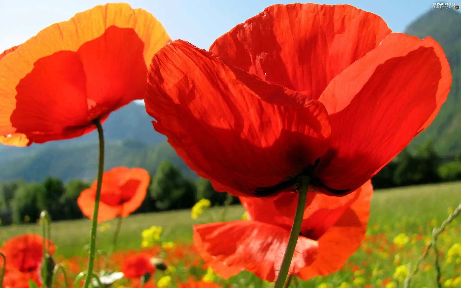 papavers, Flowers, Red