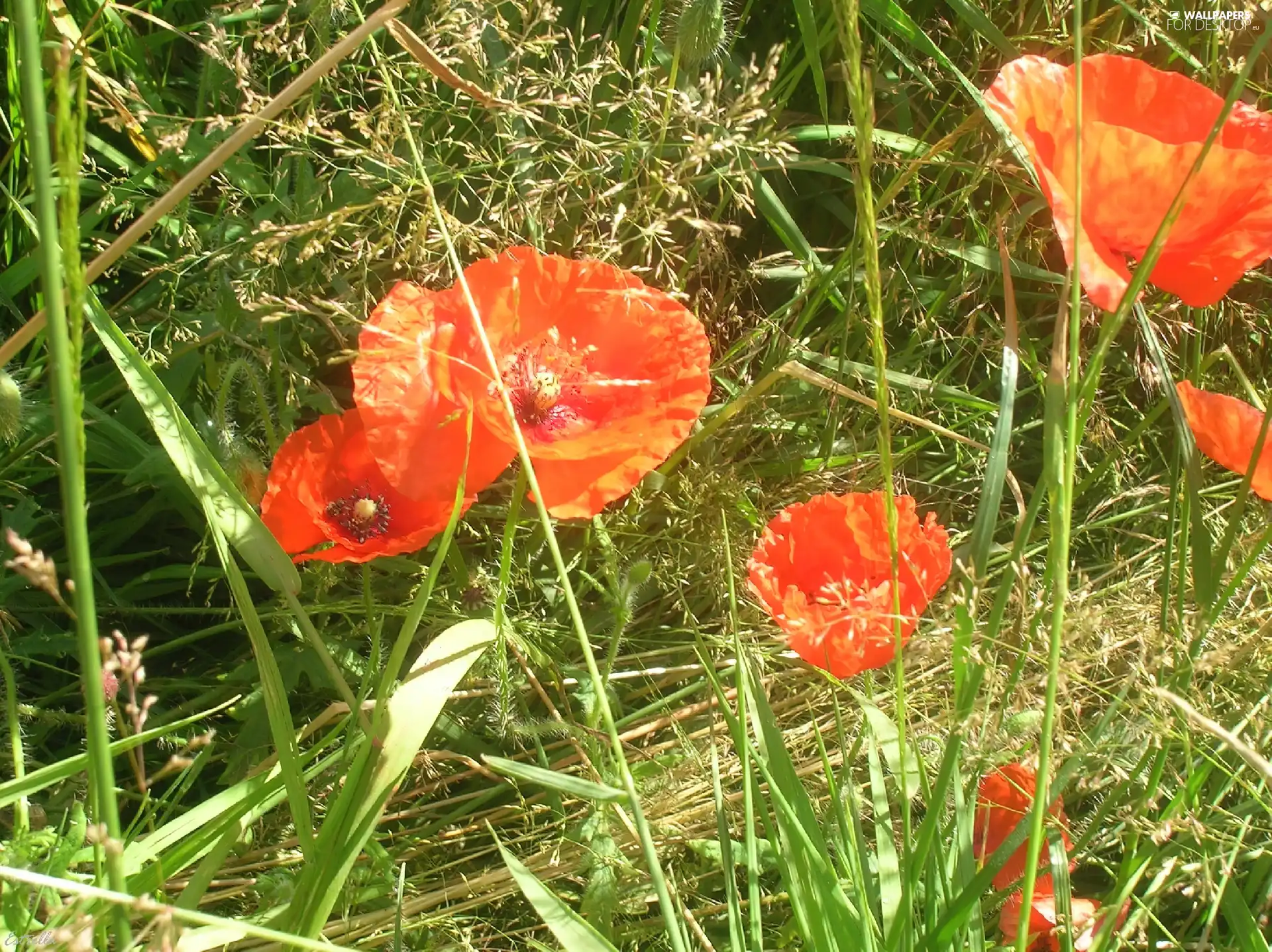 papavers, Meadow, Red
